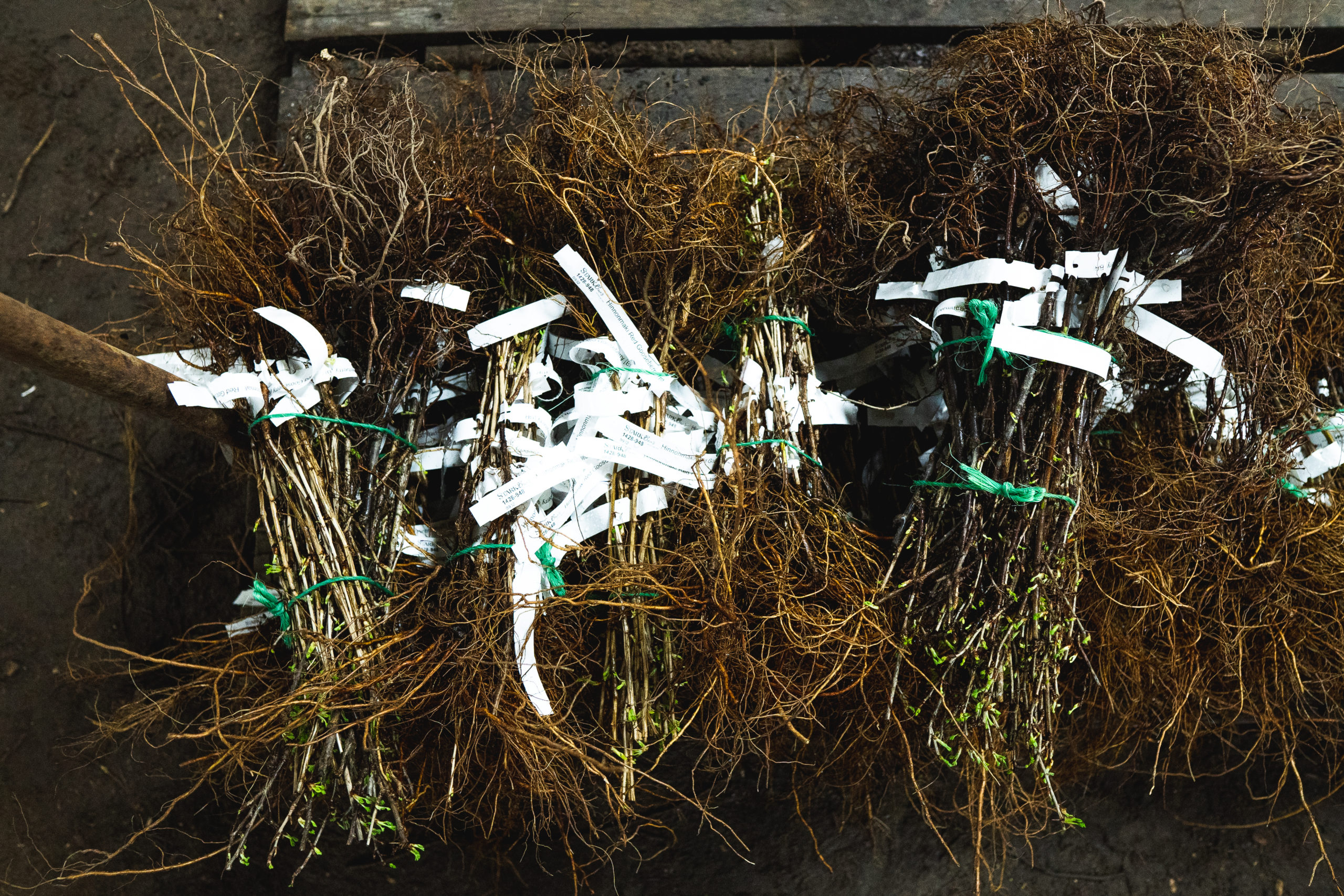 Gooseberry bare rooted twigs shipped in bundles of 10, which still need hydration, slight root pruning and, then, planting.