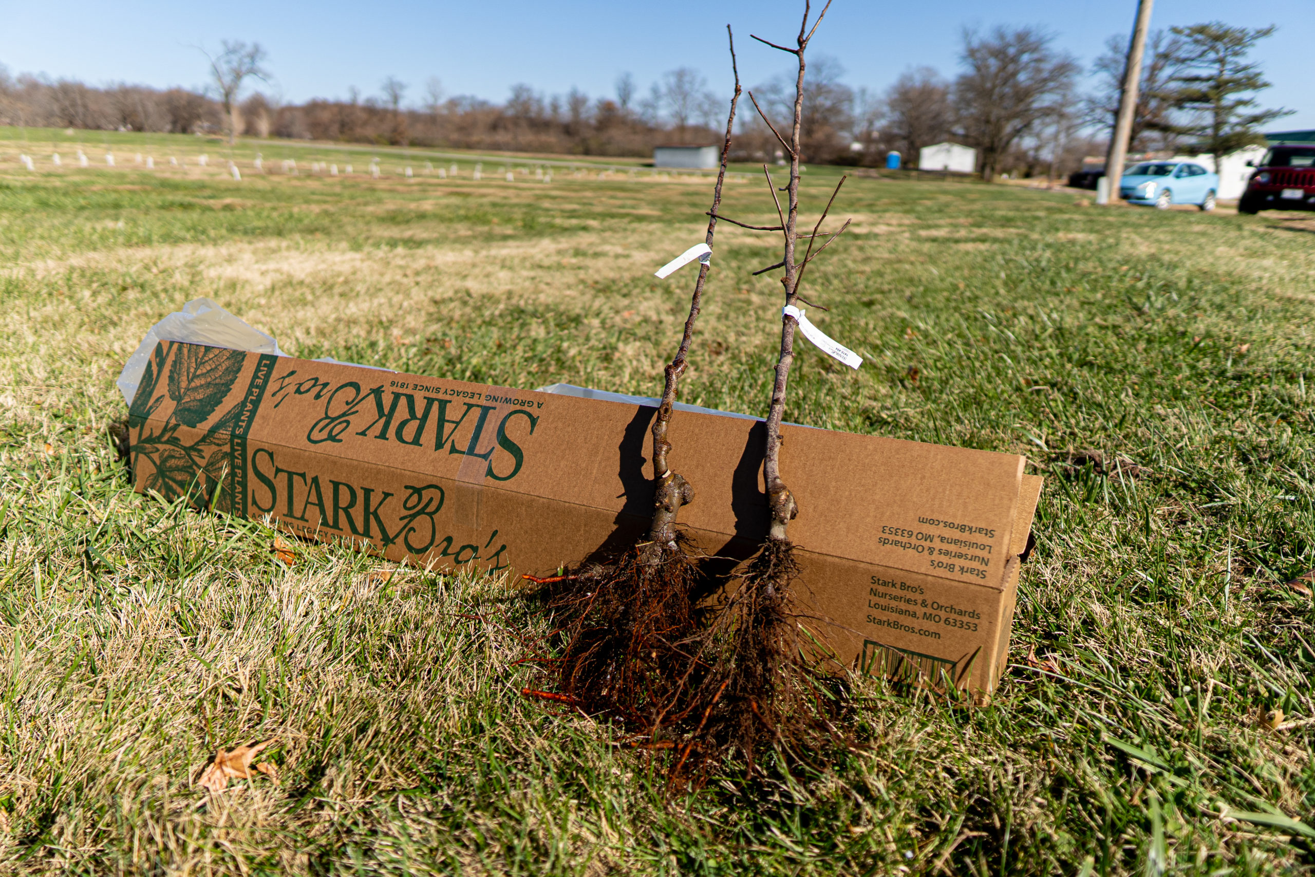 A pair of apple trees, just arrived and unboxed. Note that the soil line is right above the uppermost roots and above that is the swelling of the graft. Plant at the original soil line and always insure that the graft is several inches above the soil.