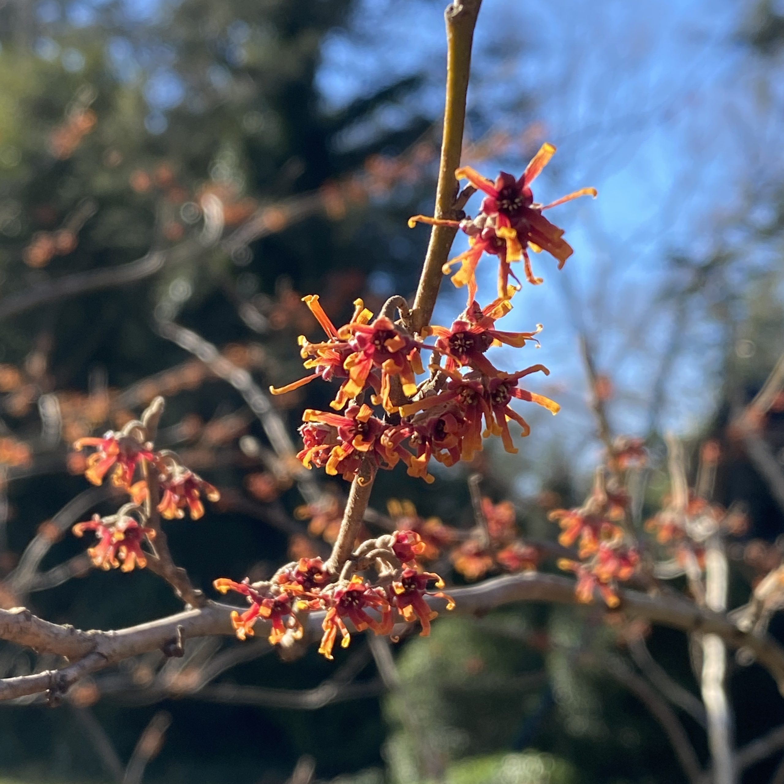 Hamamelis vernalis, or Ozark witch hazel, in the winter garden.