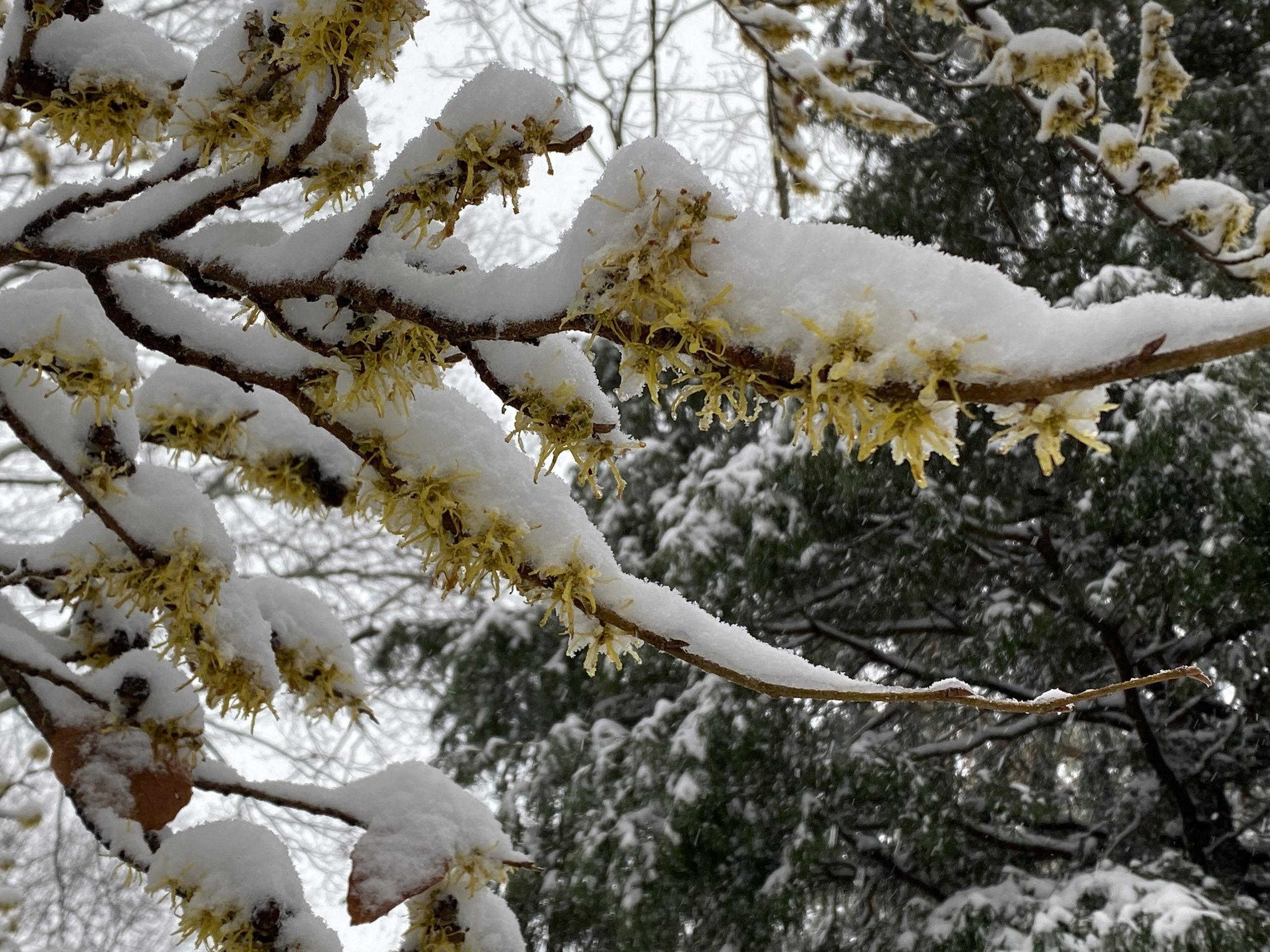 Hamamelis virginiana, or common witch hazel, in the winter garden.