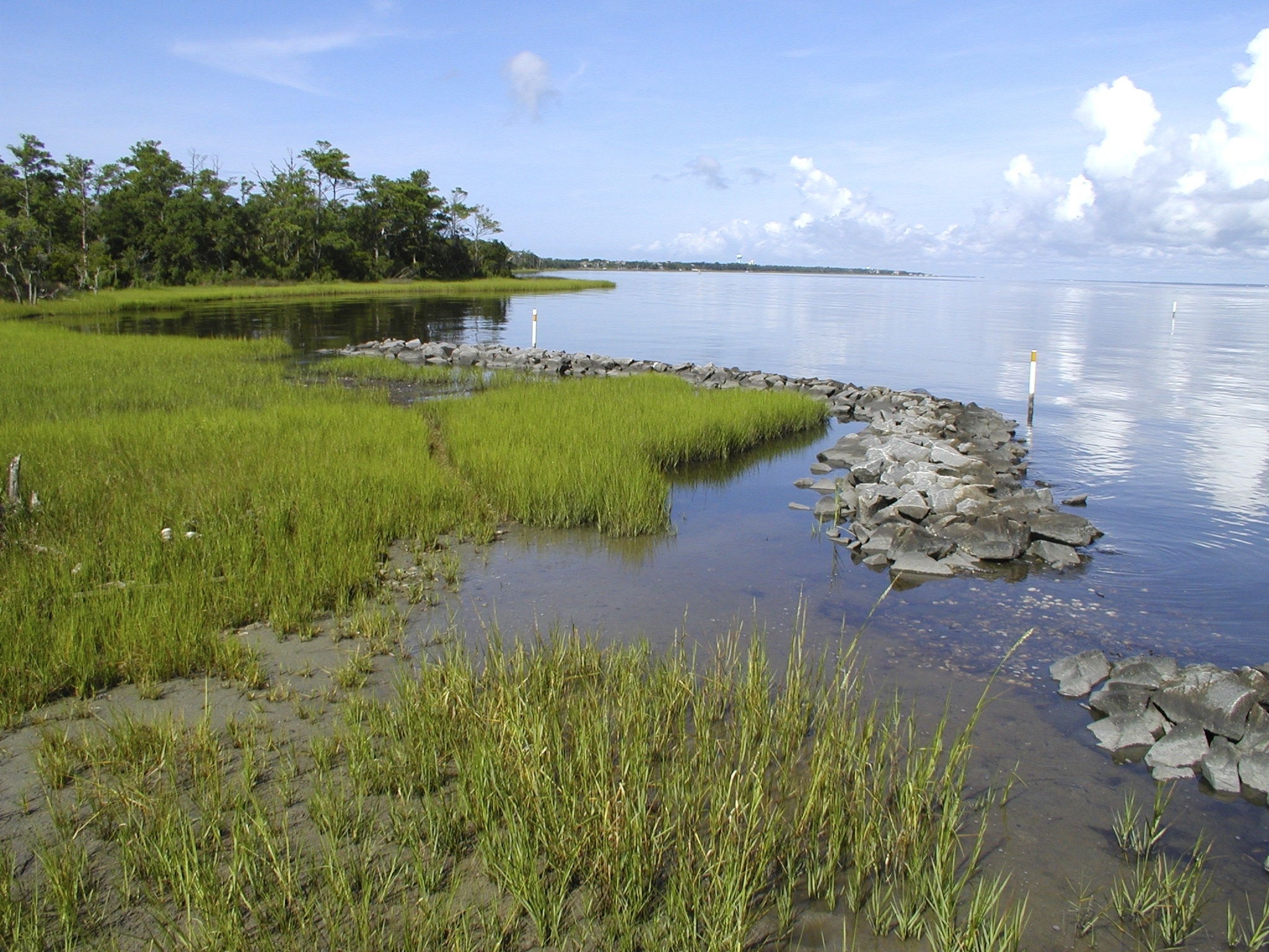 A living shoreline in Pinellas County, Florida.