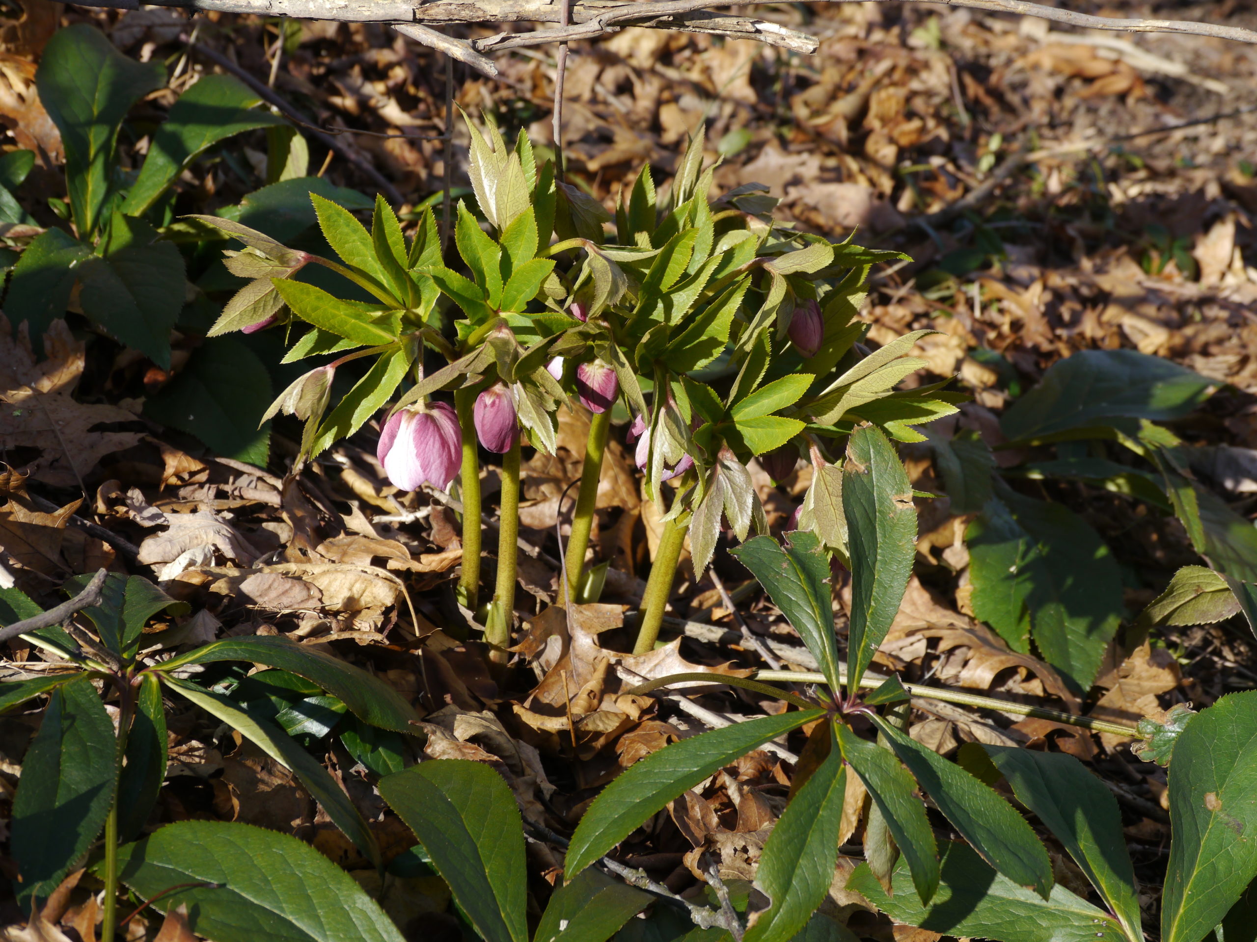 This unnamed hellebore emerged from the leaf litter several years ago in the first week of February.