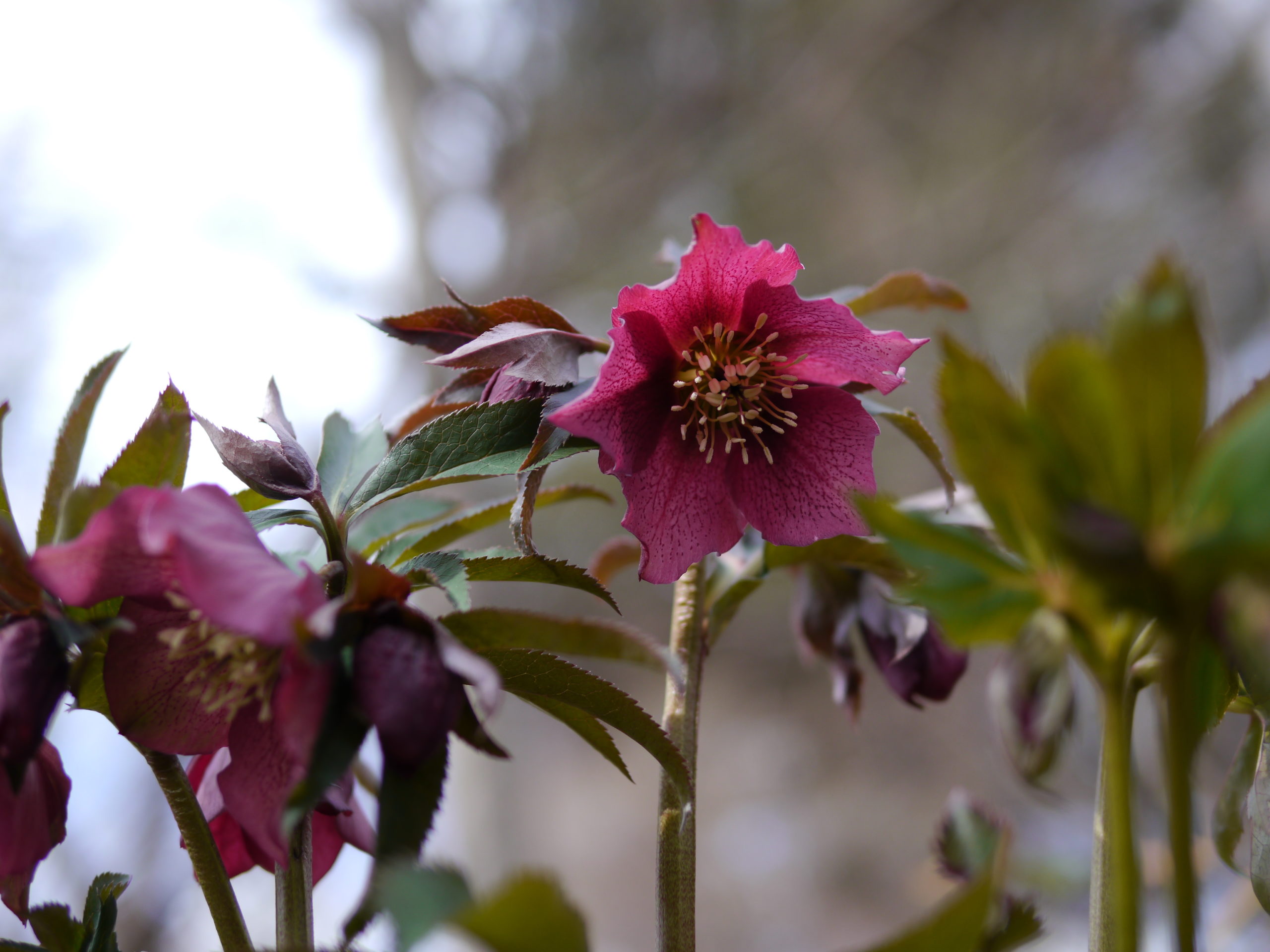 This unnamed burgundy, or wine-colored, single hellebore flowers at about a 90-degree angle, allowing a good view of the blooms.