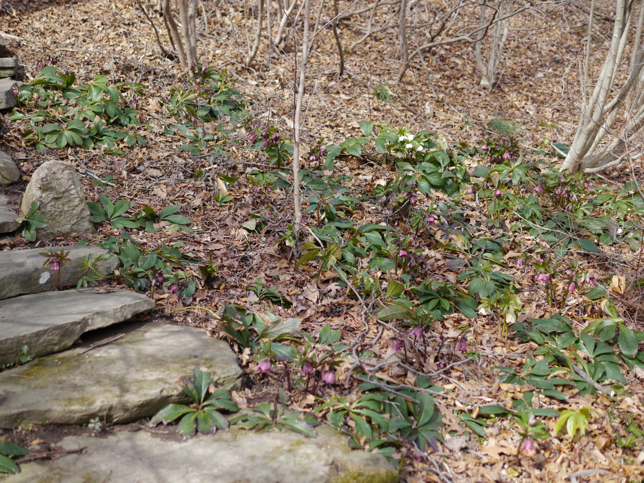 A planting of hellebore on a slight hill with good drainage along a stone stepped path. While these are nice to see in late February or early March, they’re not the varieties you’d plant in your kitchen garden or at the front door.