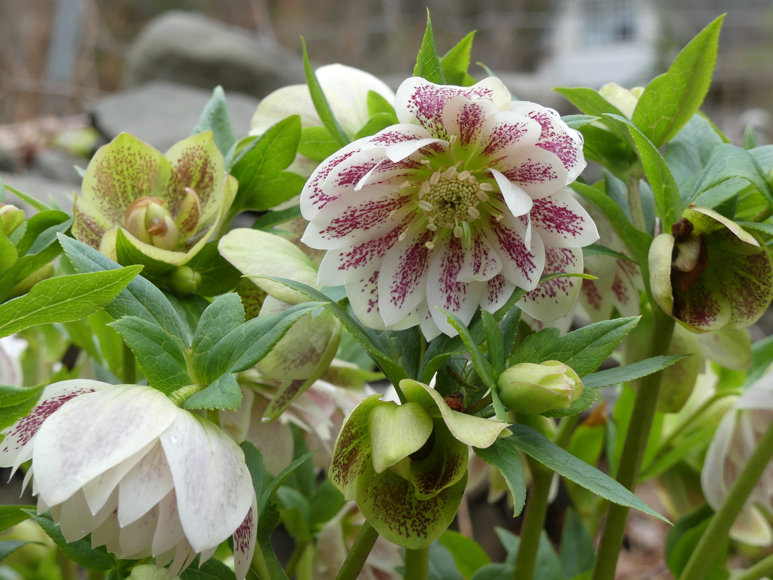 Probably a selection from the “Painted Doubles” collection, this plant was in full bloom and full of buds in mid-April, which continued through the end of the month.