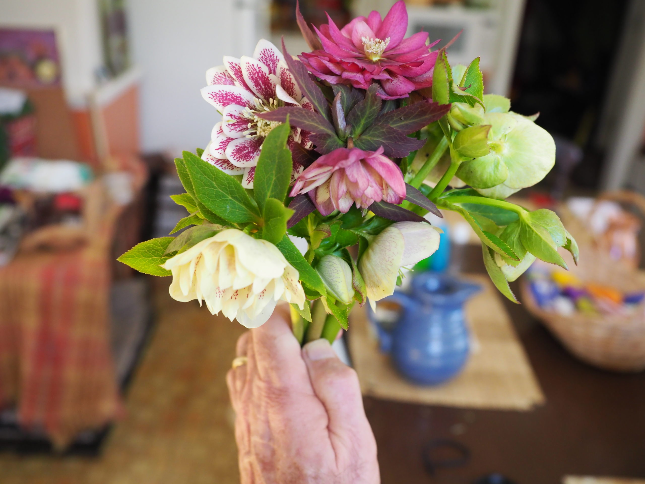 Hellebores also make great cut flowers. This bunch was picked in early April.