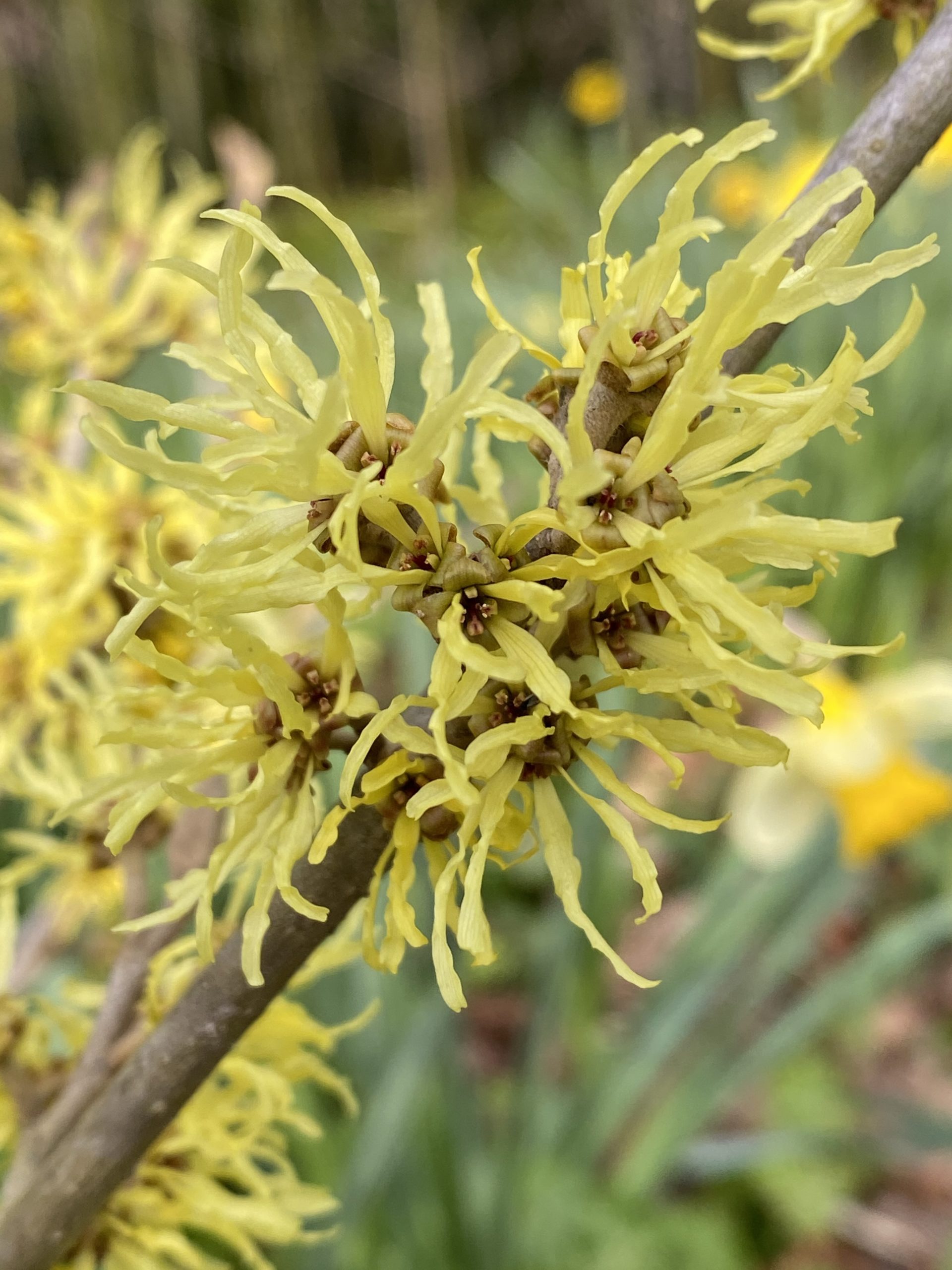 All About Witch Hazels  Horticulture and Home Pest News