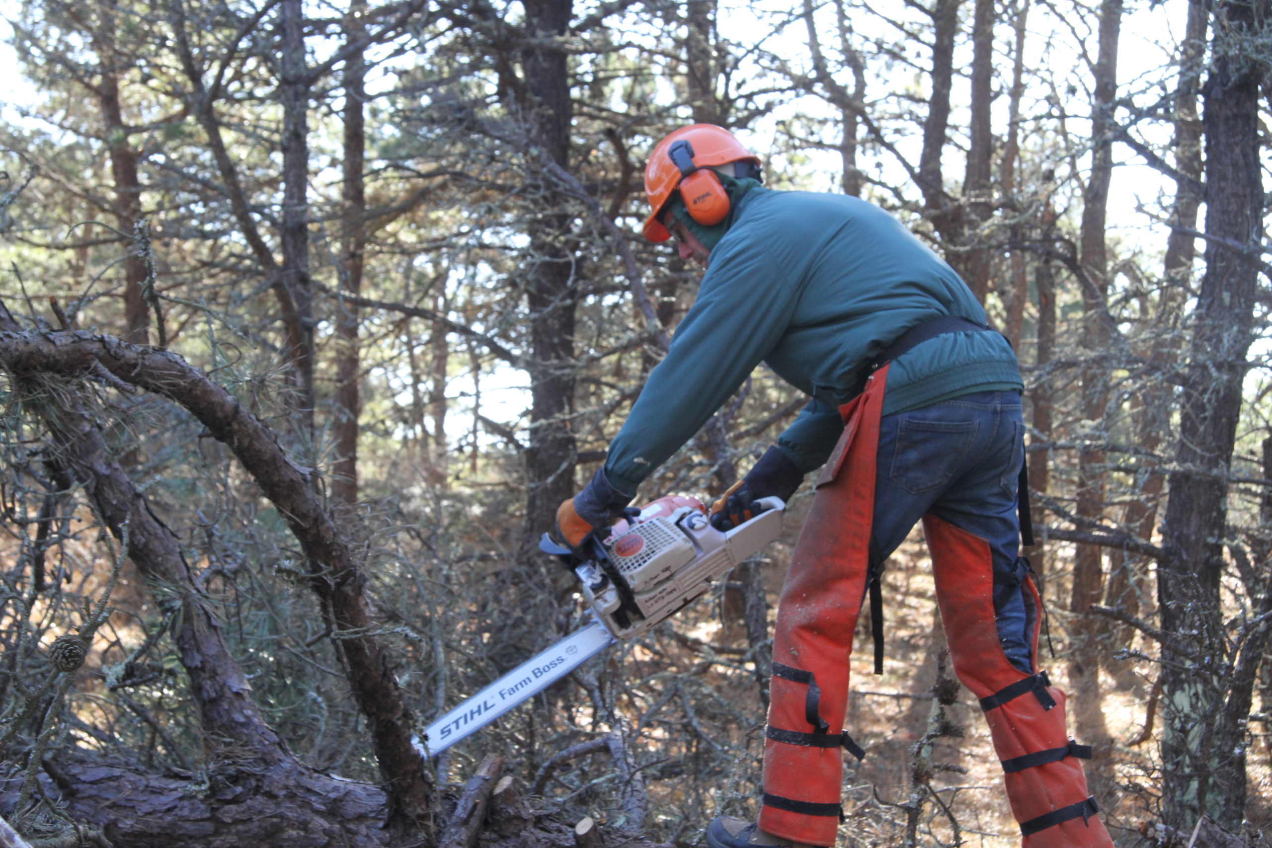 New York State Park Department employee Scott Pitches was part of a team of sawyers felling trees infested with pine beetles in Napeague State Park last week.