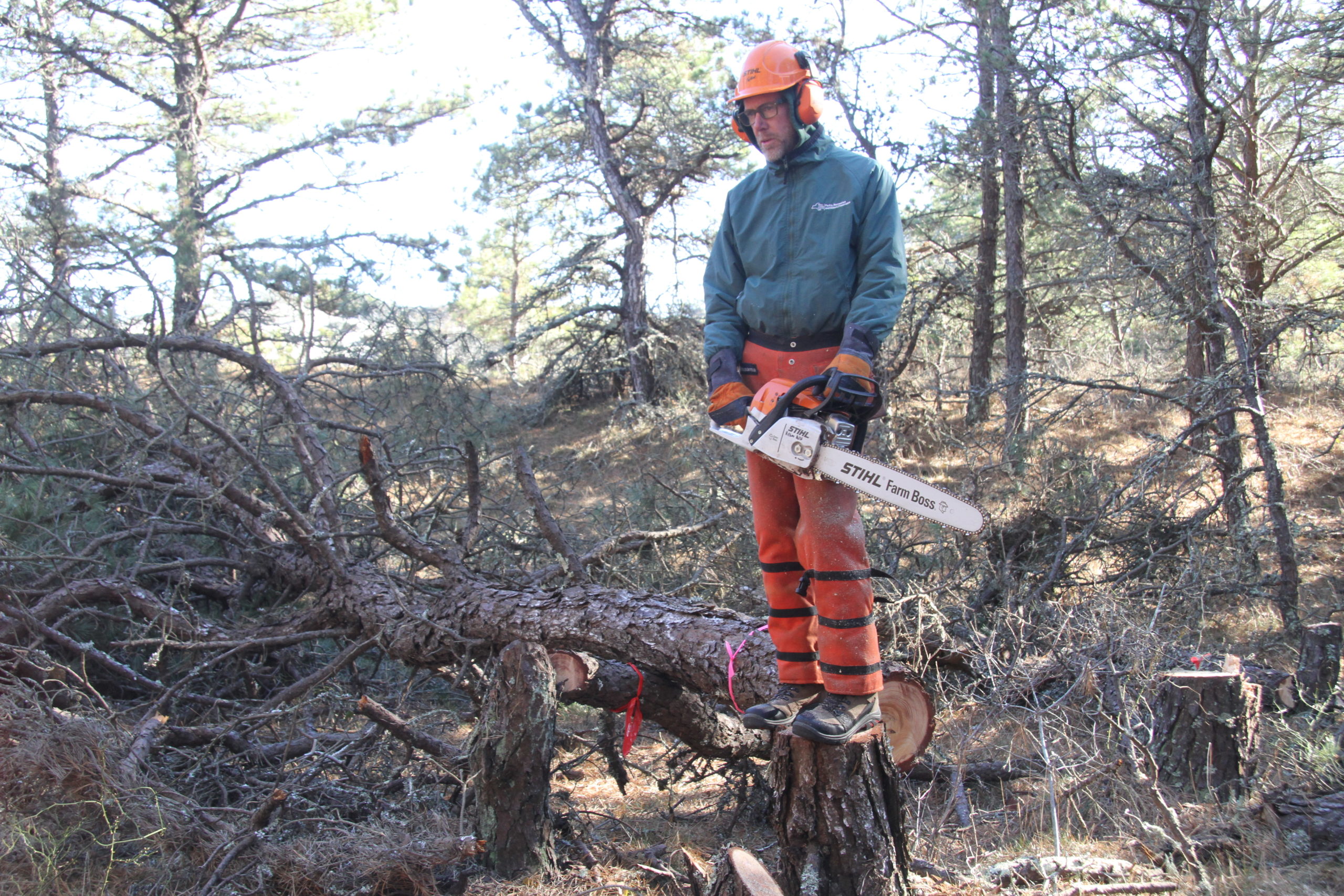 New York State Park Department employee Scott Pitches was part of a team of sawyers felling trees infested with pine beetles in Napeague State Park last week.