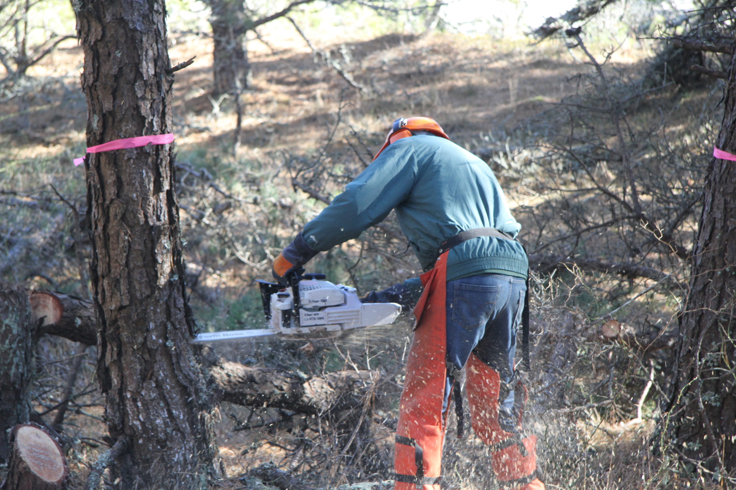 New York State Park Department employee Scott Pitches was part of a team of sawyers felling trees infested with pine beetles in Napeague State Park last week.