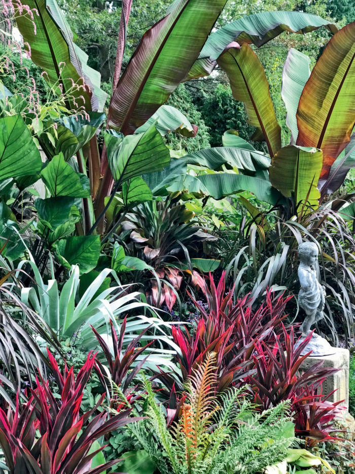Some of the more exotic tropicals that can be planted in the summer garden include cordylines, foreground, and ornamental bananas. In many cases, if you can’t overwinter the entire plant, you can save some pieces. MARIANNE WILLBURN