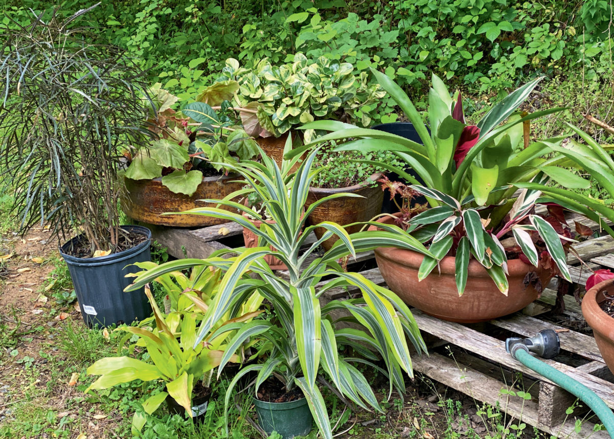 A bevy of tropical plants, like dracaena, aralia, peperomia, begonia and bromeliad, can all be used in the summer garden. MARIANNE WILLBURN