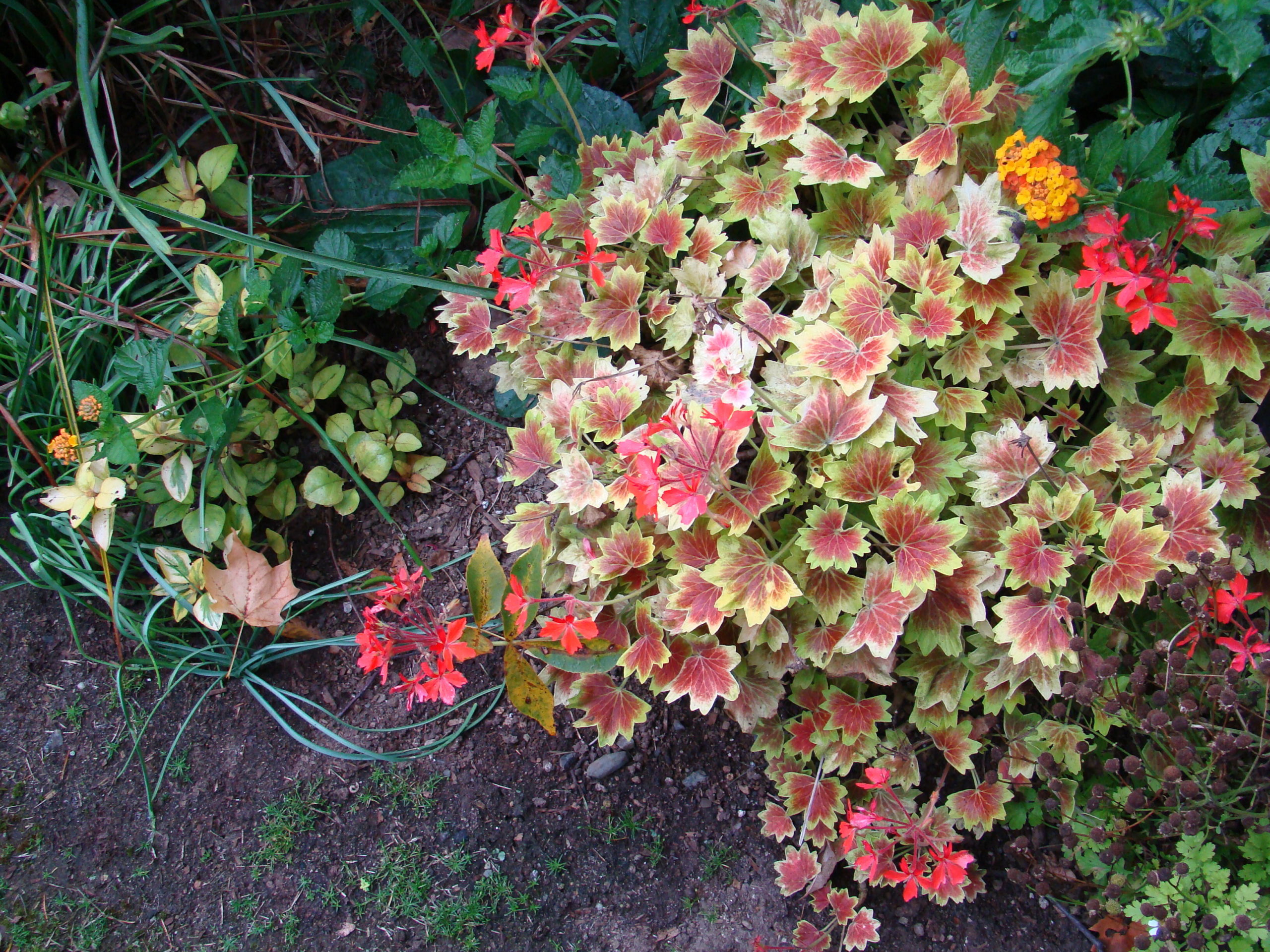 This is a bedding type of Pelargonium geranium, which can be quite ornamental in the front of a border. The flowers are usually less spectacular than the zonals, but the habit and spread out flowers can be well suited to bed and border designs. These are rarely self-pinching so continue to remove the spent flowers to produce new ones.