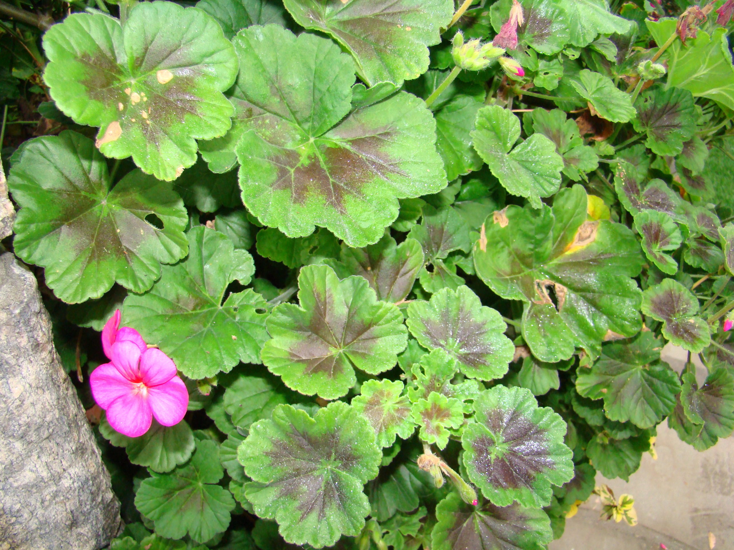 Pelargonium geraniums don’t do well with wet foliage. This promotes fungal and bacterial diseases, which leave brown spots and fungus-covered flower heads. Water the soil, not the foliage.