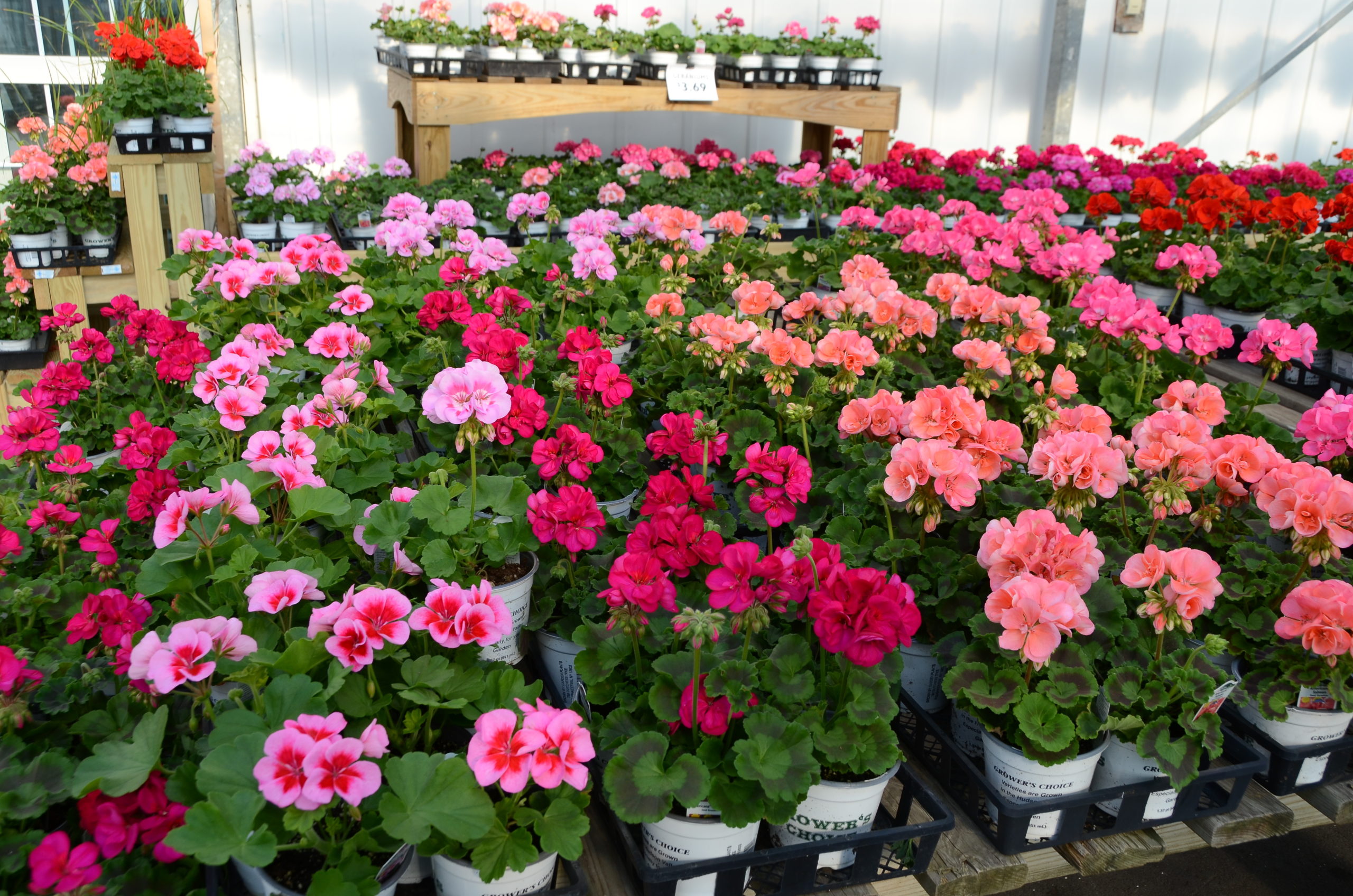 Pelargonium-type geraniums will show up in garden centers in a few weeks. These zonal types range from dark reds, pinks and corals to whites. The white varieties can often look like a dirty white and are not as popular as the reds, pinks and near purples.