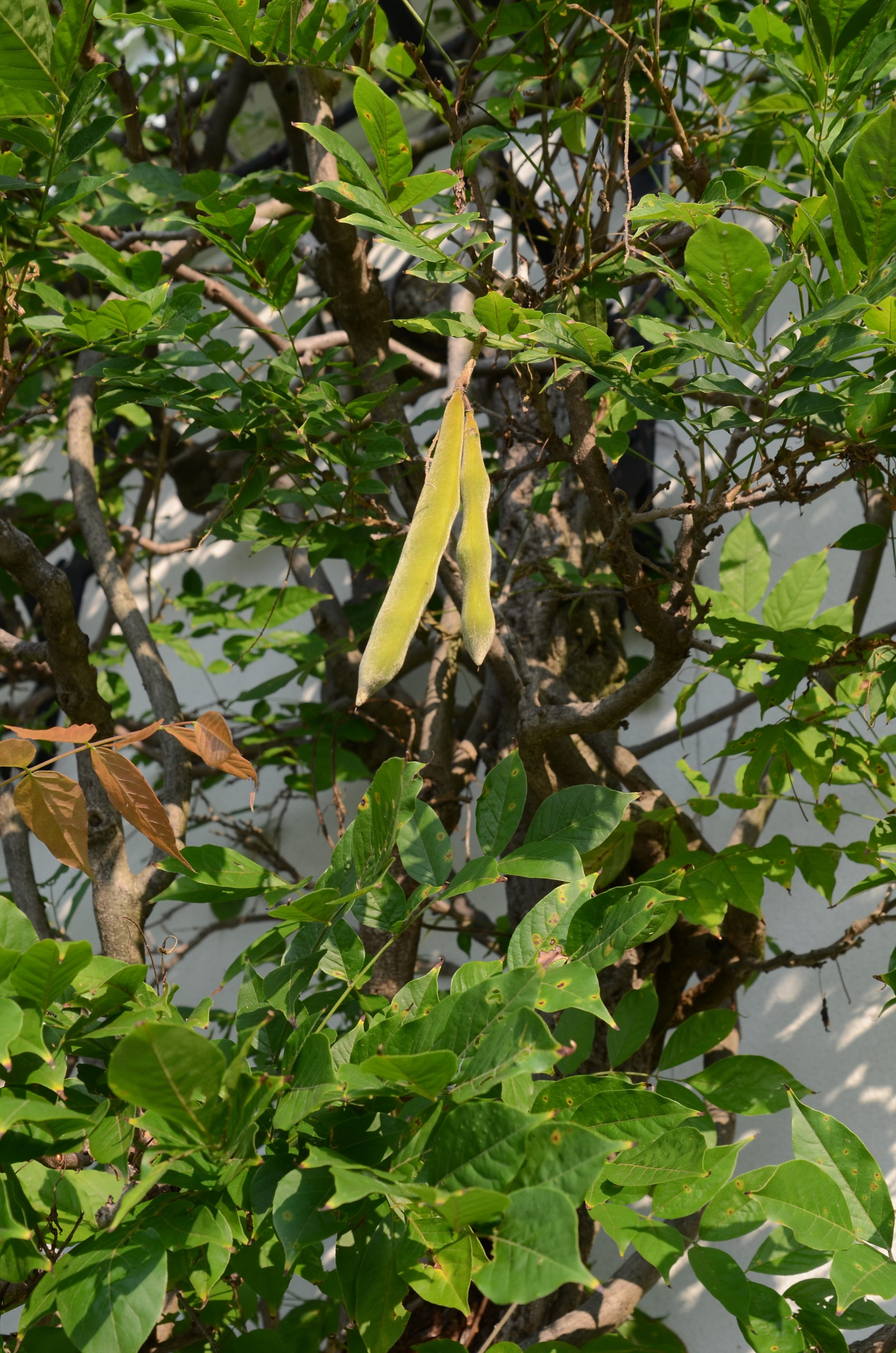 The seed pods of wisterias are 4 to 8 inches long and, depending on the species, are either fuzzy and velvety, like these, or smooth.