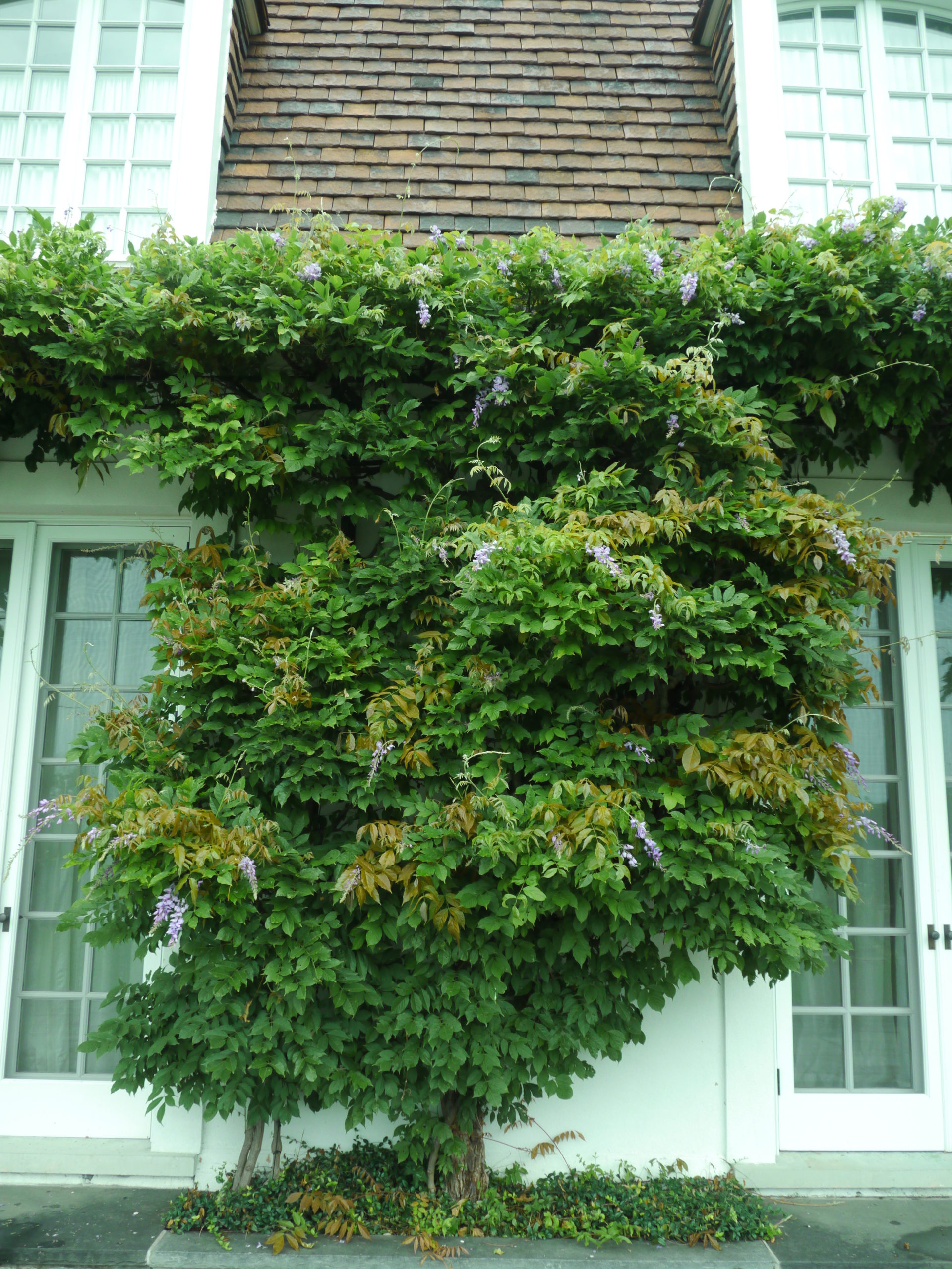 Because of the vigorous growth of this almost 100-year-old wisteria, it needs to be pruned twice a year to keep the adventurous vines from covering the first- and second-floor windows. When pruned by an experienced gardener, this will not result in a loss of blooms.