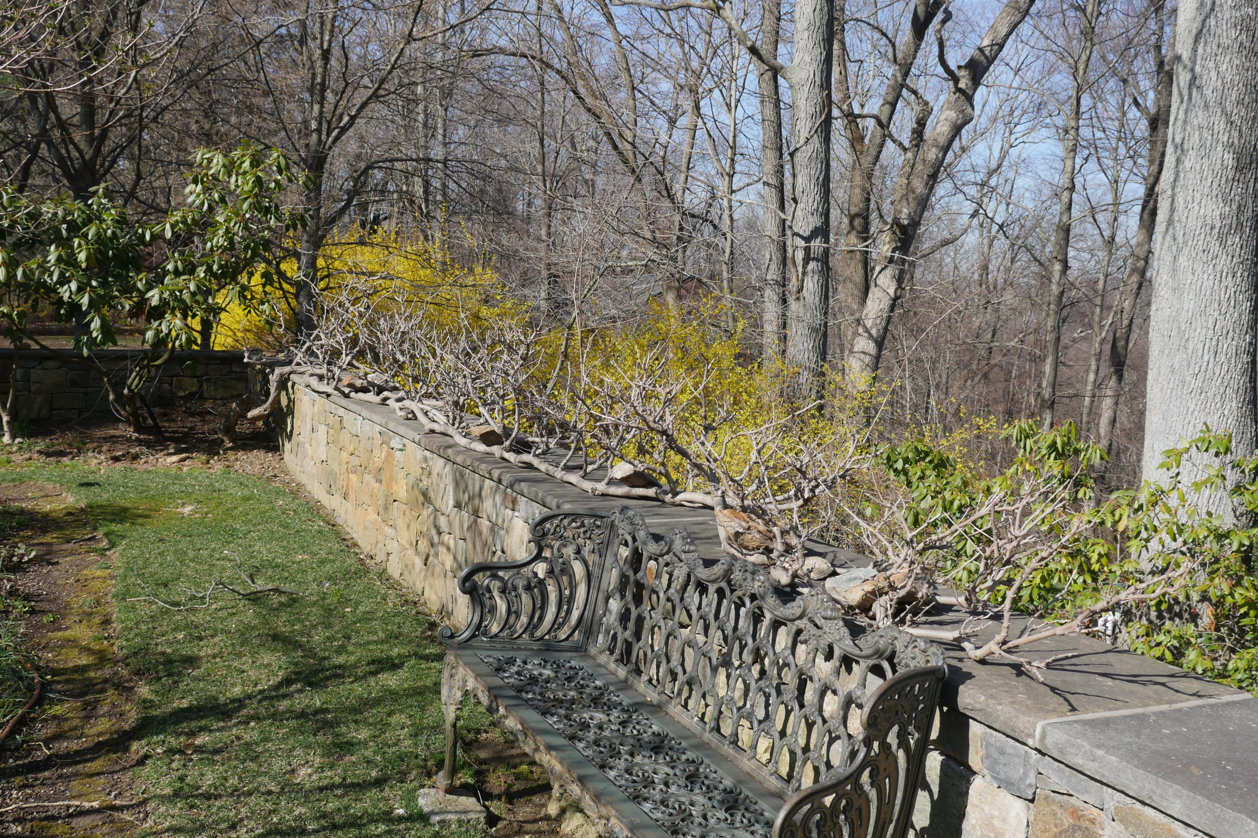 It’s the nature of the wisteria vines to want to grow up, not horizontal. Stones are used along the thick, woody vines of this wisteria to keep it running along a garden wall, and flowering vines are kept short so it blooms along the wall and not behind it.