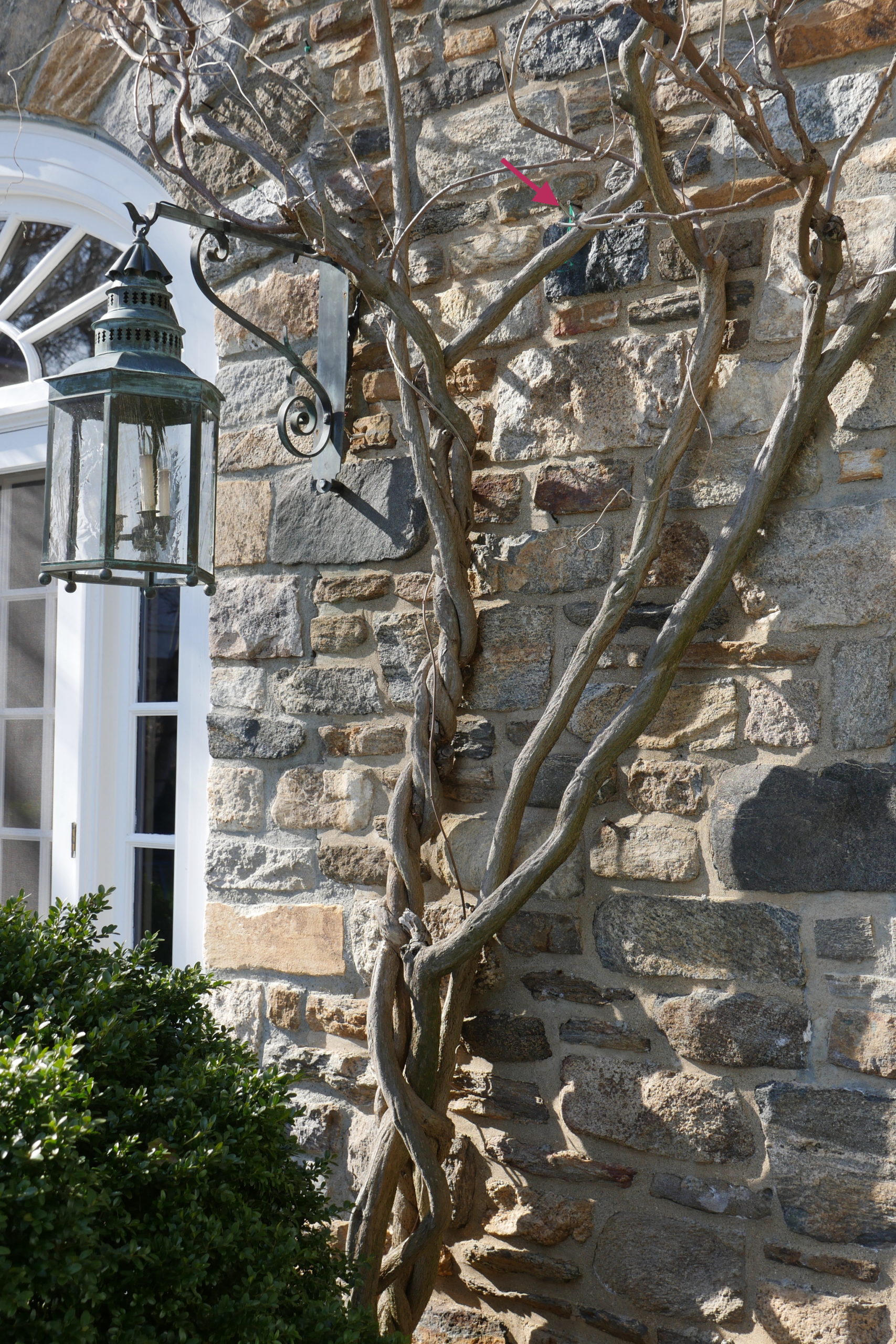 When training a wisteria vine to climb up a wall, some assistance and persuasion is often necessary. Lead anchors driven into the exterior stone wall, noted with an arrow, allow for points of attachment using twine or another material, which need to be adjusted annually to avoid strangling the vines.