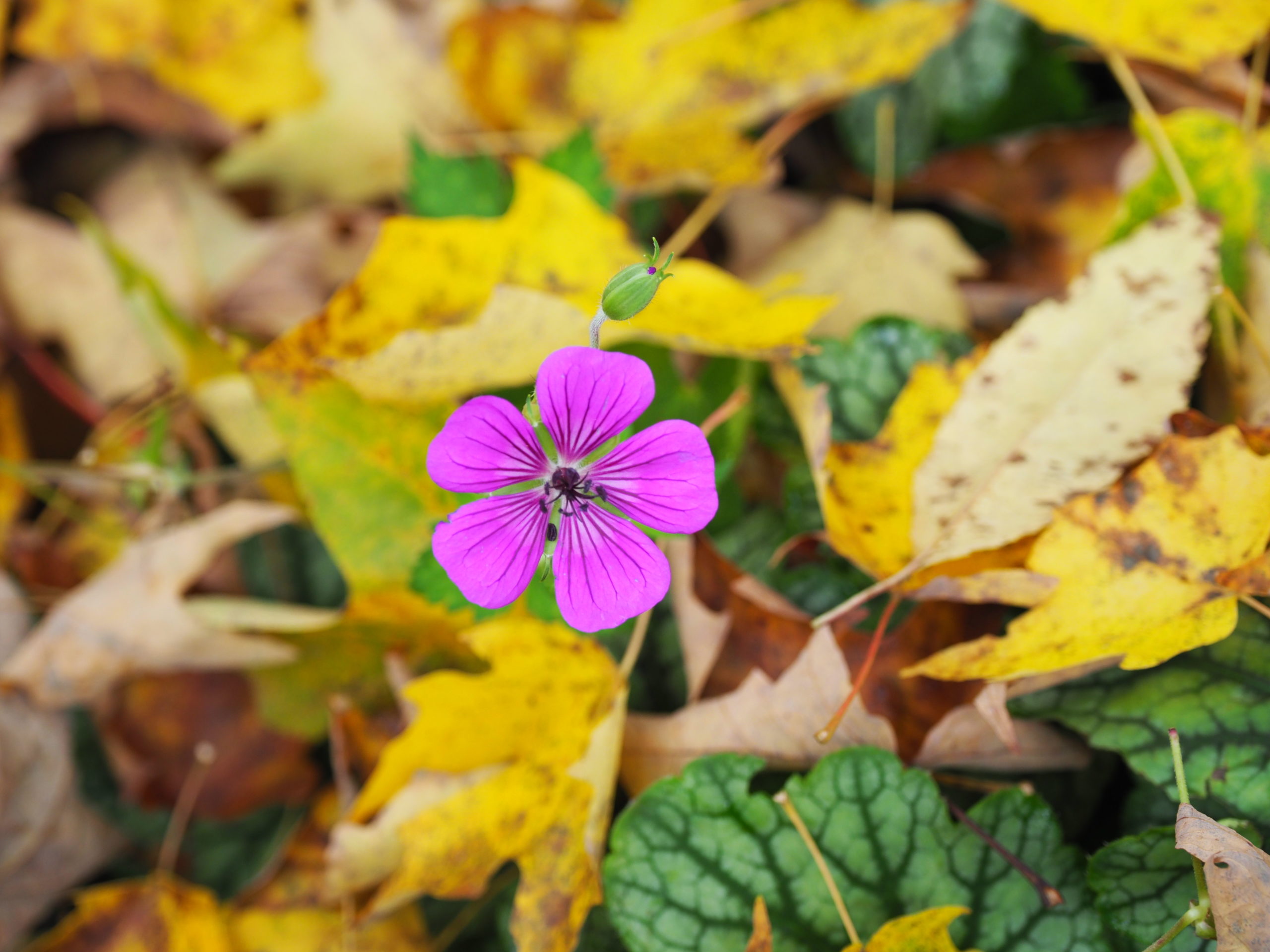 This is a true Geranium and not a Pelargonium. This perennial type has a very different and smaller flower and has a very different garden use than the tender geranium. ANDREW MESSINGER