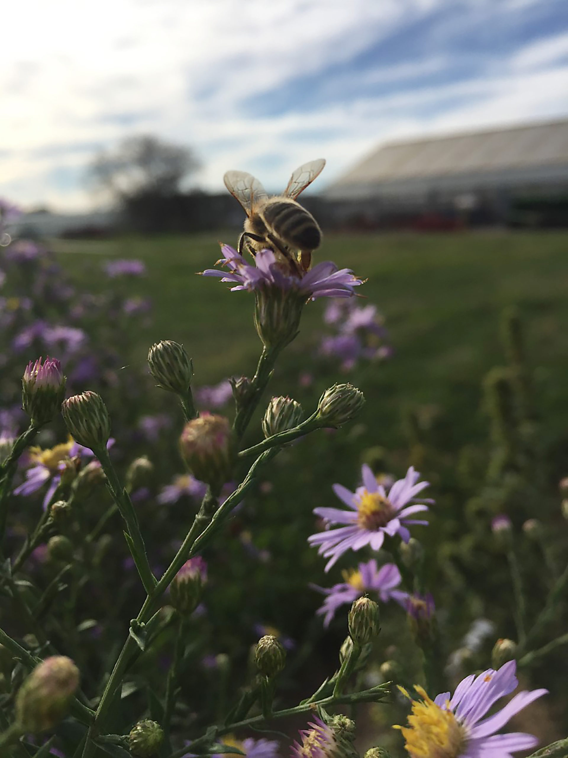 Cornell Cooperative Extension of Suffolk County will kick off its 