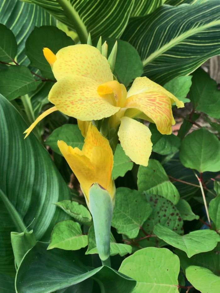 Cannas, like this yellow variety, are not hardy and their tubers will rot in our cold, wet winter soils. But the tubers can be overwintered fairly easily and even divided before replanting in the spring. MARIANNE WILLBURN