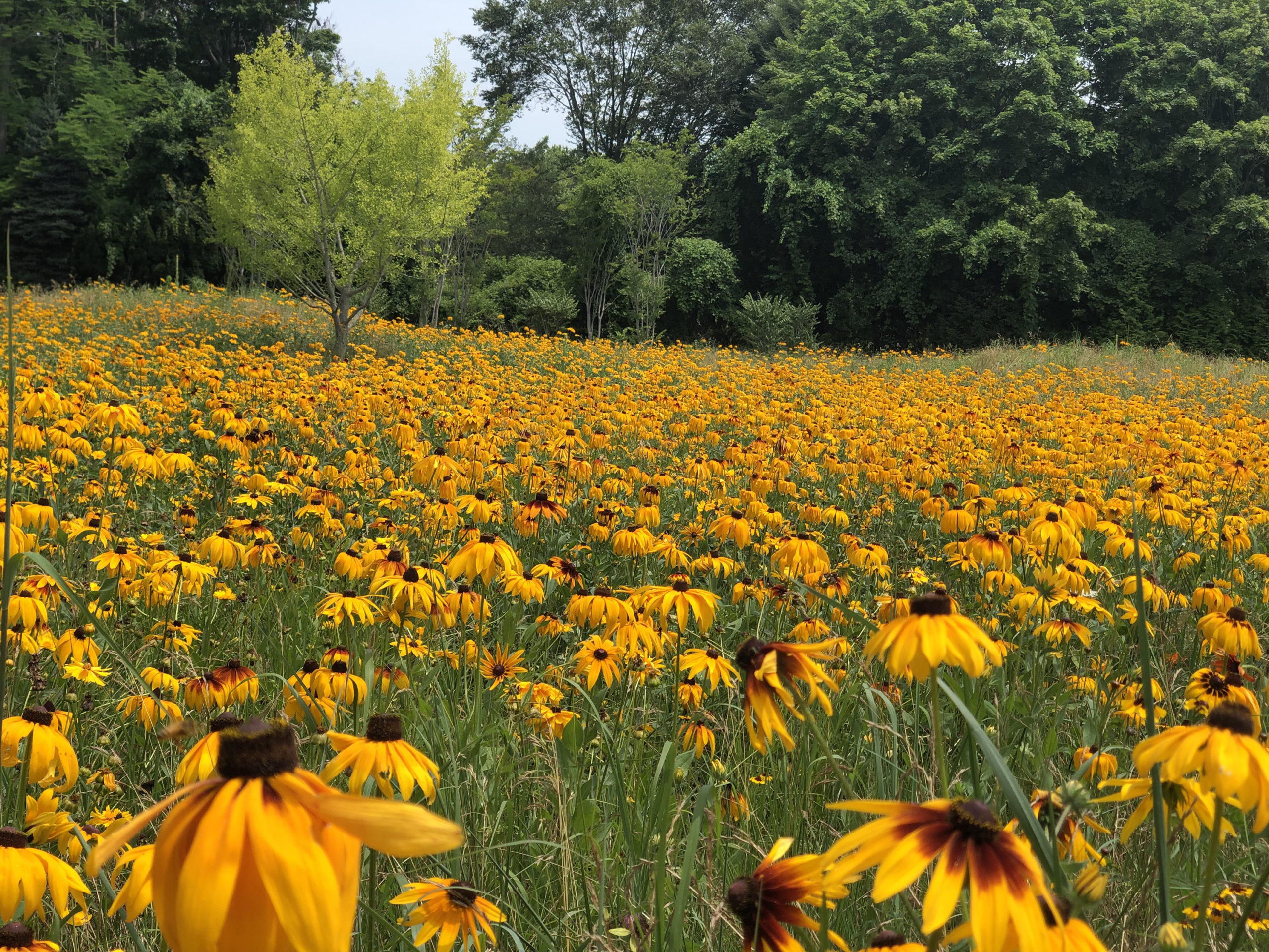 Cornell Cooperative Extension of Suffolk County will kick off its 