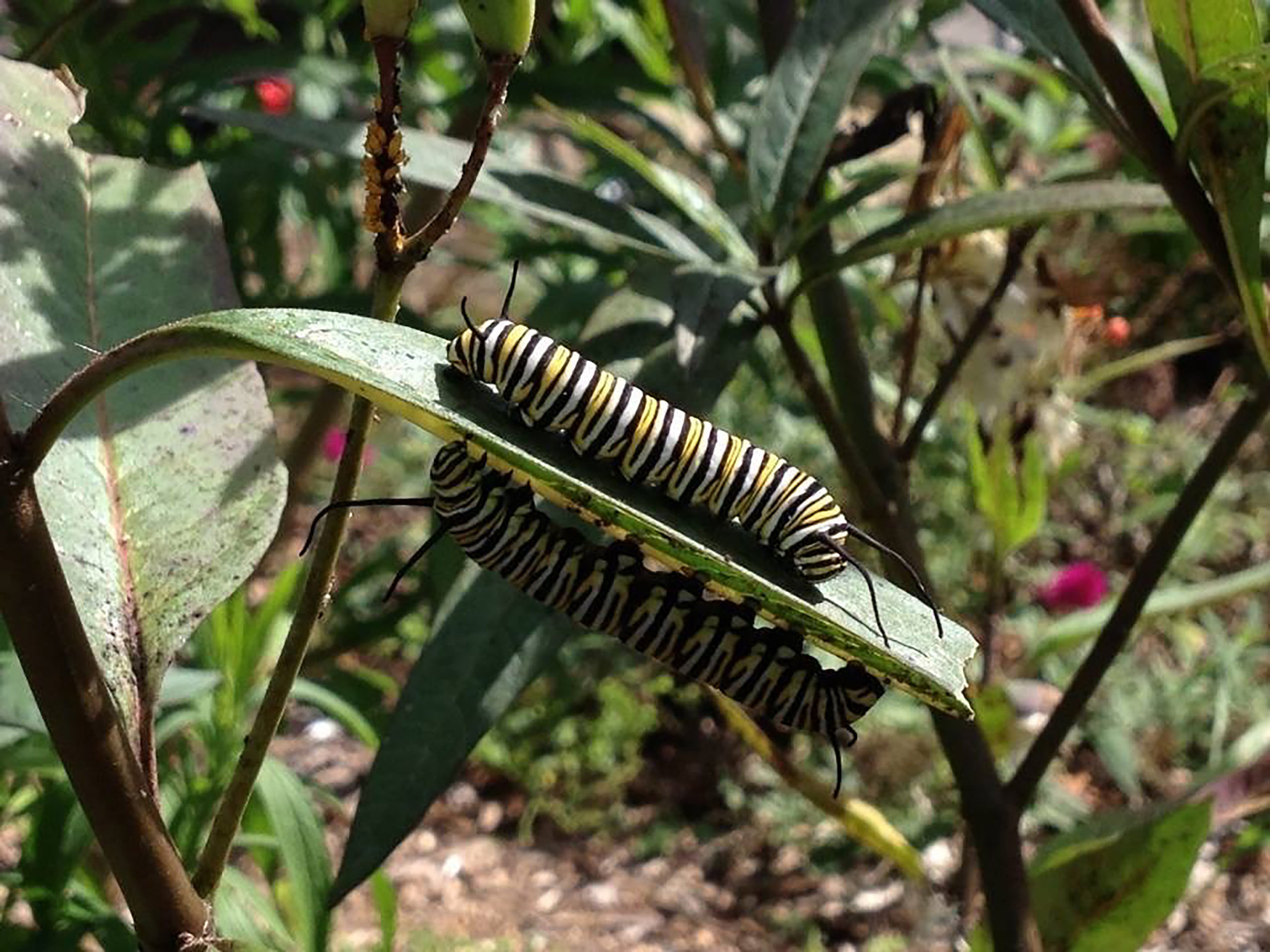 Cornell Cooperative Extension of Suffolk County will kick off its 