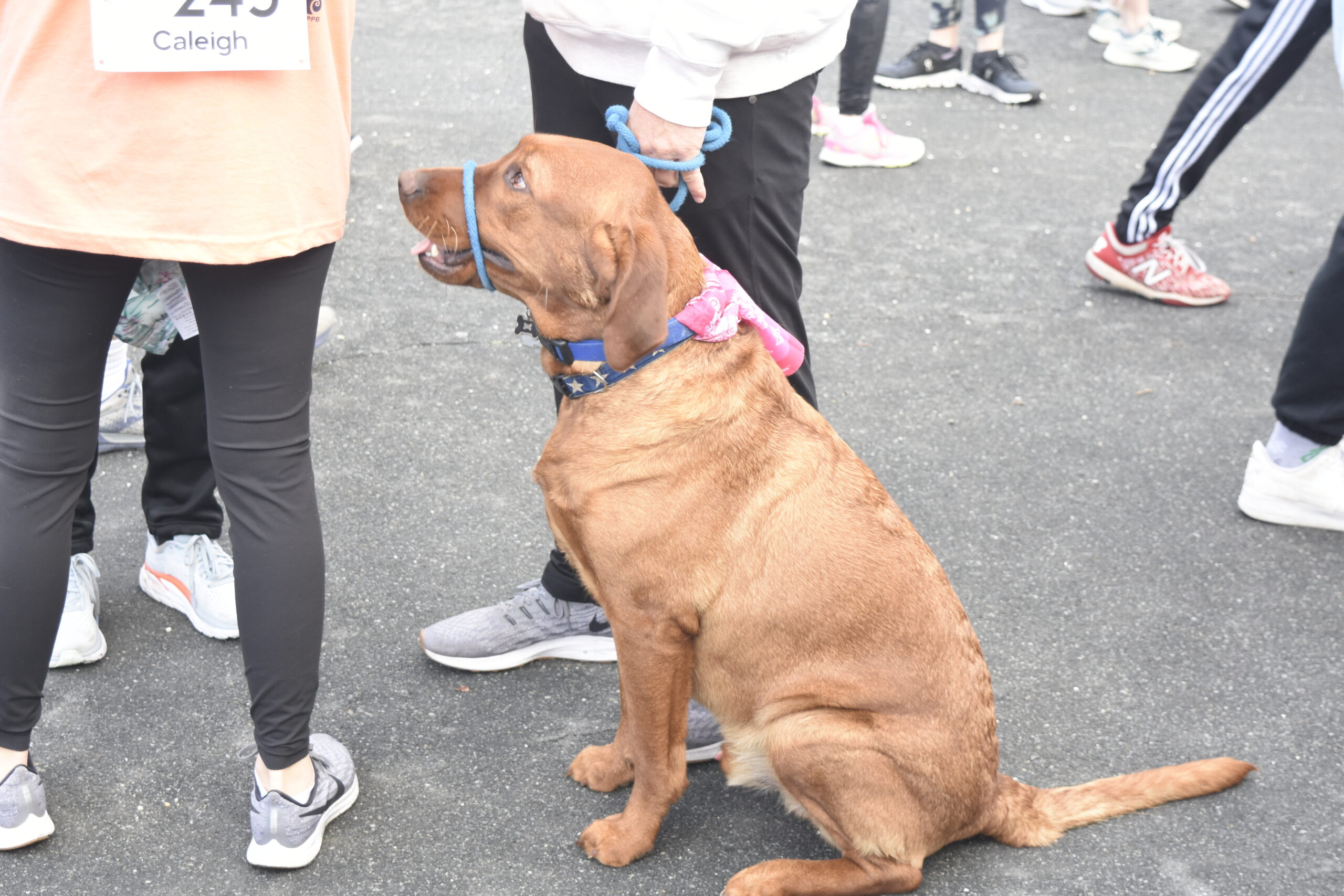 The race saw a number of dogs make the 3.1-mile walk.    DREW BUDD