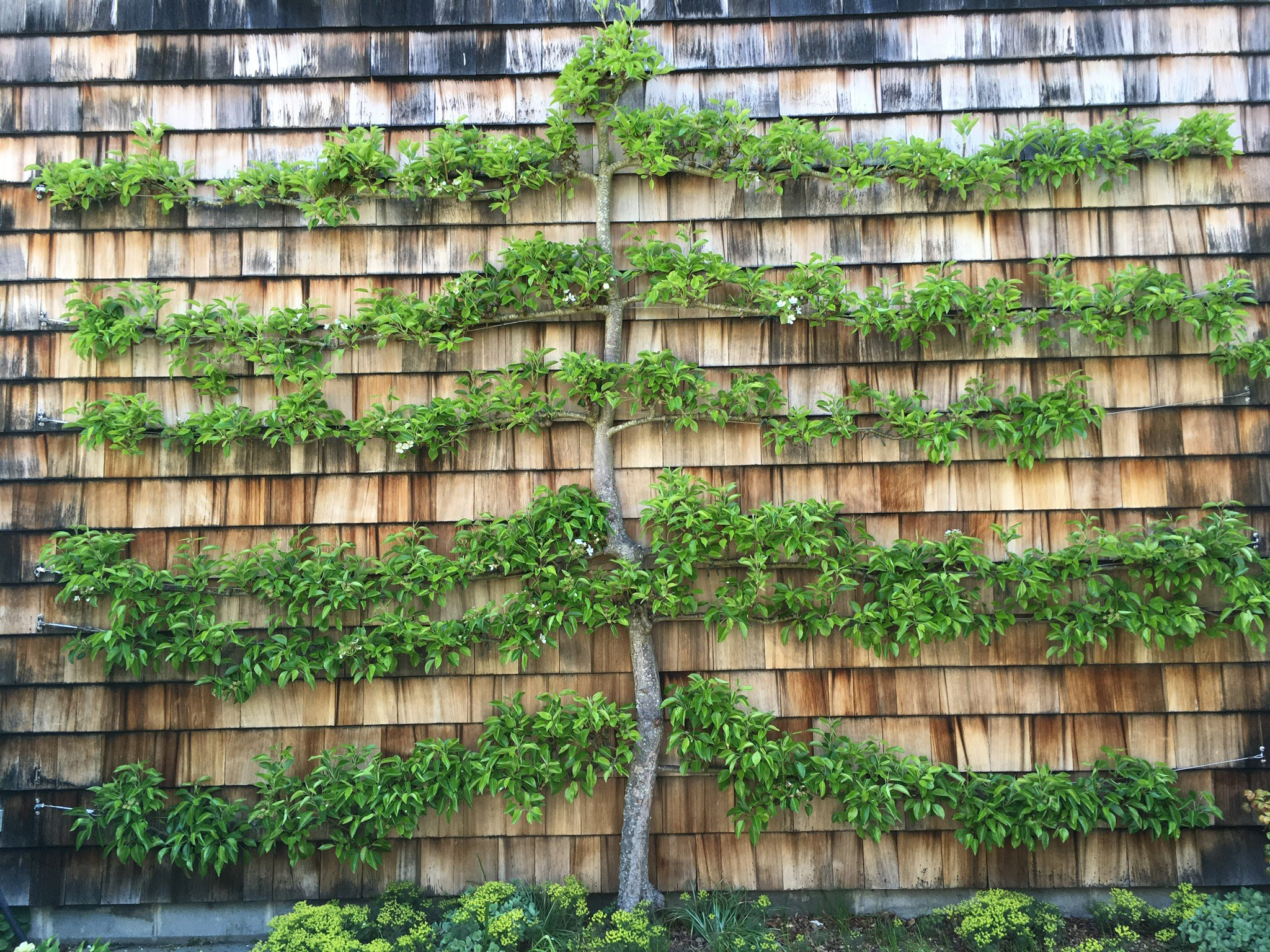 A pear espalier in the 