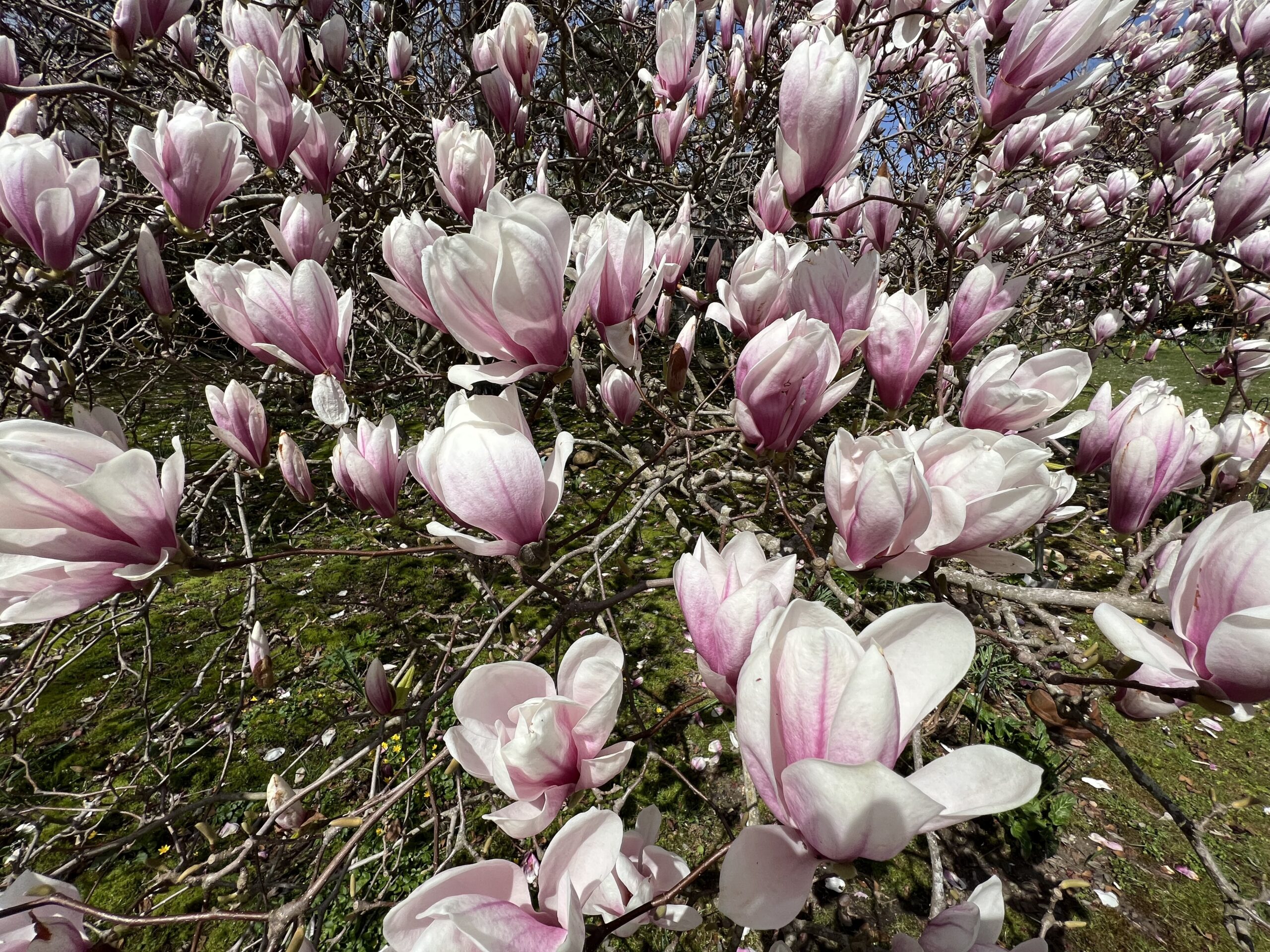 This near-century-old classic pink magnolia regularly stops traffic outside Dianne Benson's garden in East Hampton. DANA SHAW