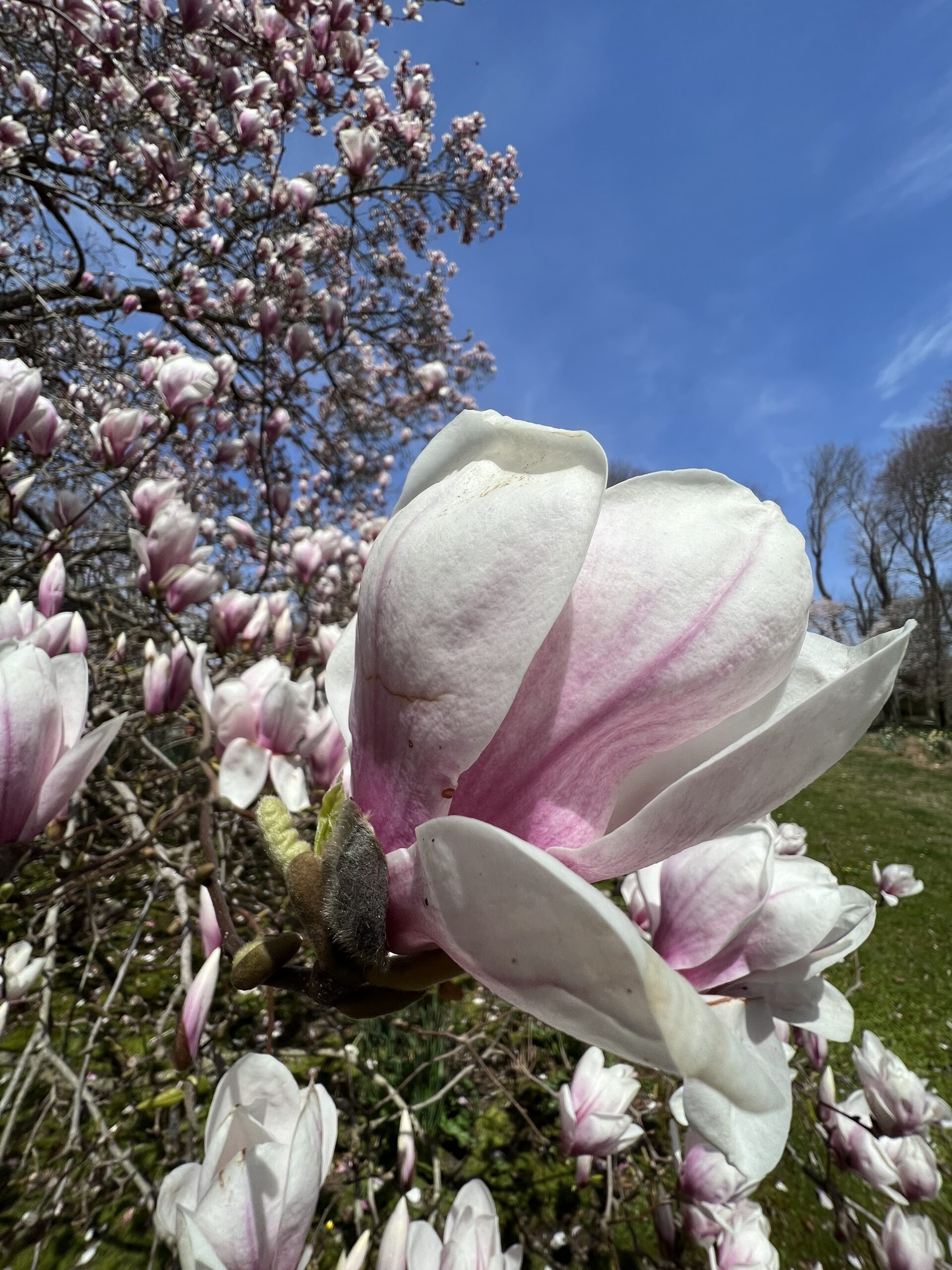 This near-century-old classic pink magnolia regularly stops traffic outside Dianne Benson's garden in East Hampton. DANA SHAW