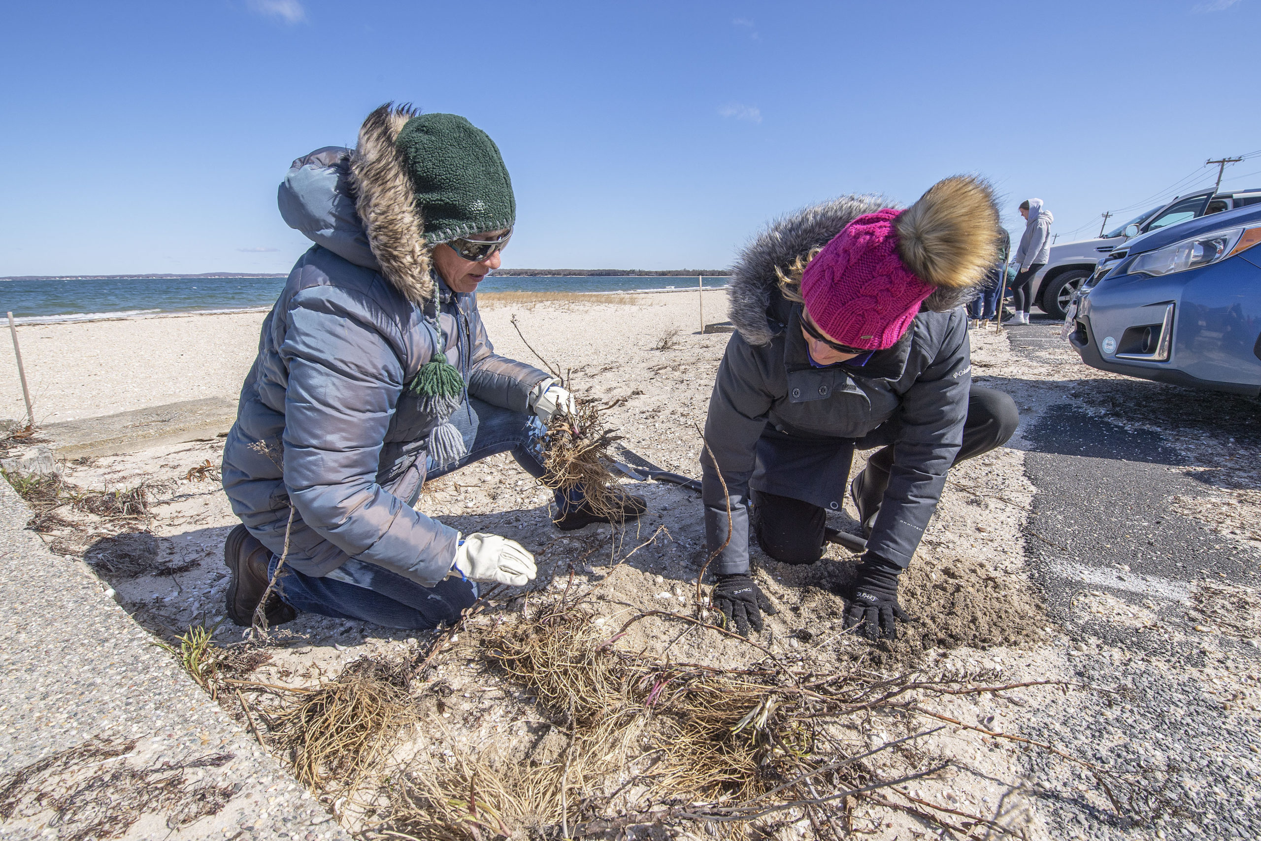 Caroline Munaco of the Cornell Cooperative Extension, at left, works with Southampton Town Trustee Ann Welker to plant some Goldenrod as volunteers from the community met with marine environment experts from Cornell Cooperative Extension at the Foster Memorial Beach, aka Long Beach, on Saturday morning to learn about how certain native shrubs, trees and grasses are used to protect the shoreline, and to help plant more of those native species in the area of the memorial rock there, as a first step in the Noyac Civic Council's project to restore Long Beach and make the environment there sustainable.   MICHAEL HELLER