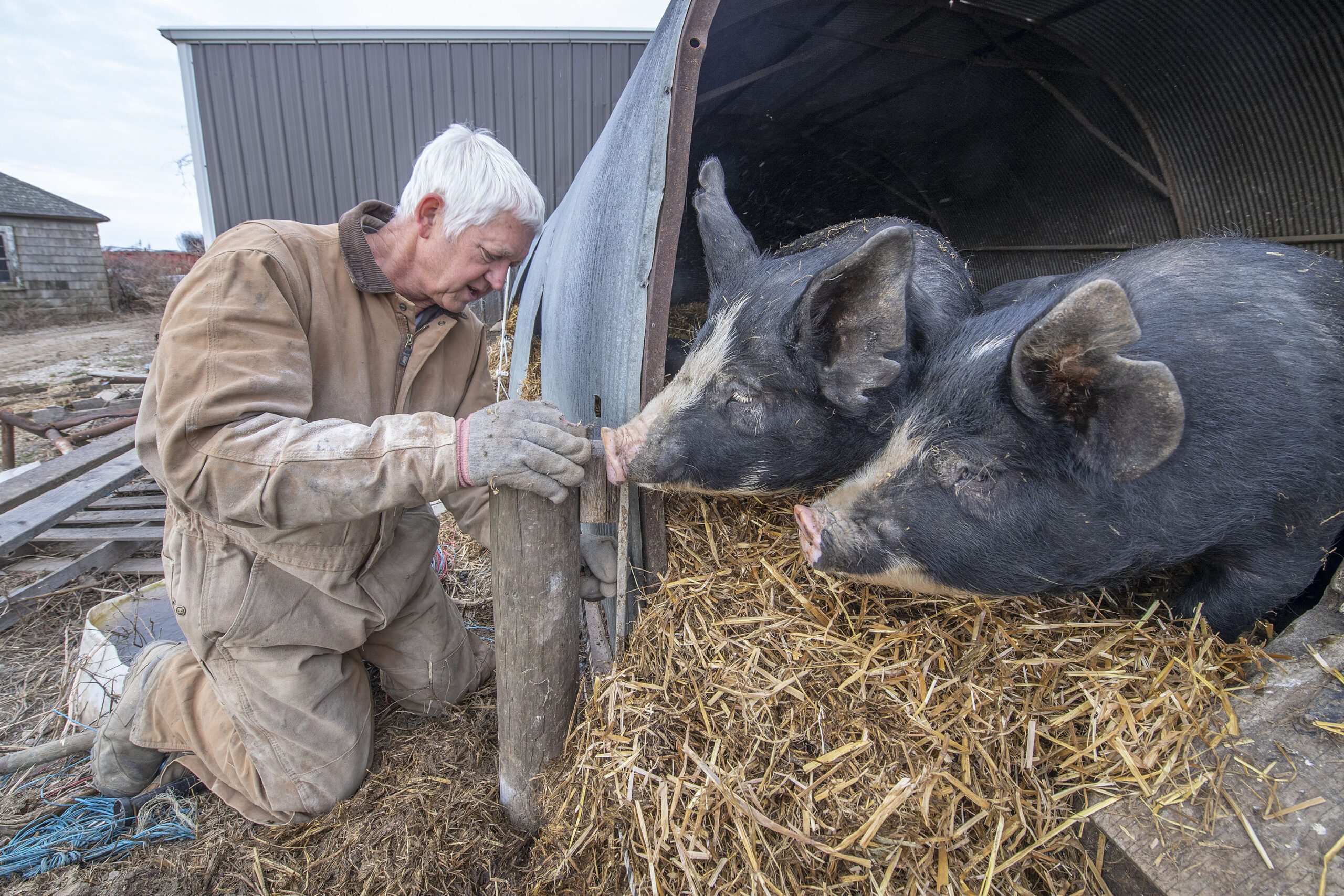 Mecox Bay Dairy Proprietor Art Ludlow gets some company from his pigs - who are naturally curious creatures - as he works to fix a problem with the electric fence surrounding their pen on March 1st, 2022
