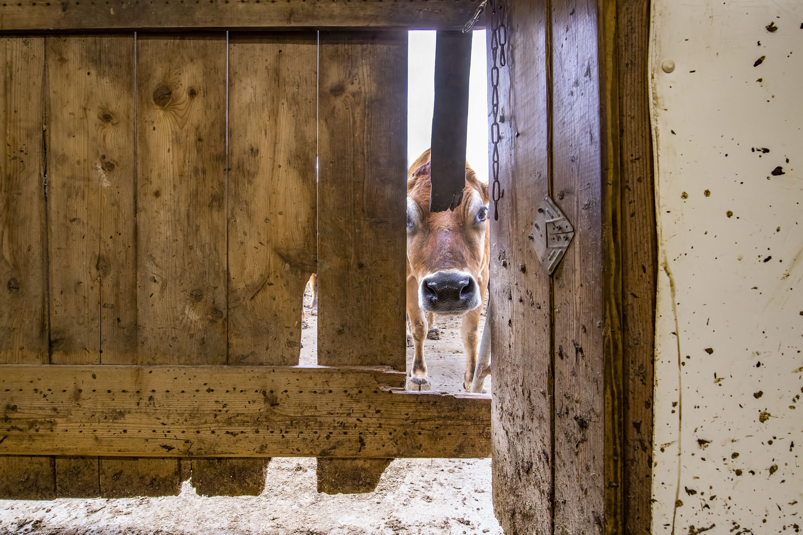 A cow peeks inside the milking pen as she eagerly awaits her turn during the afternoon milking of the cows at the Mecox Bay Dairy on March 1st, 2022