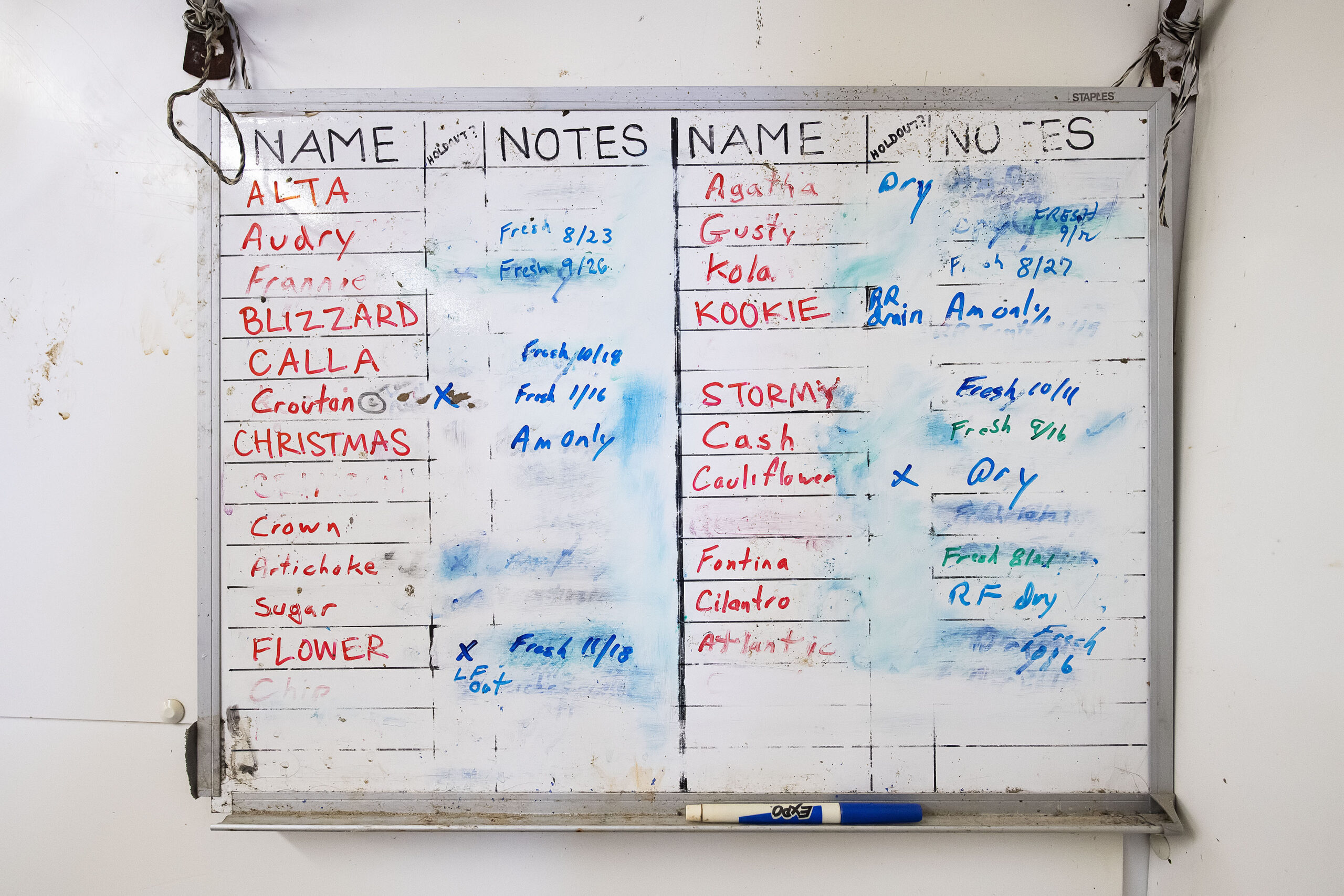 A whiteboard for notes about all the cows inside the milking pen during the afternoon milking of the cows at the Mecox Bay Dairy on March 1st, 2022