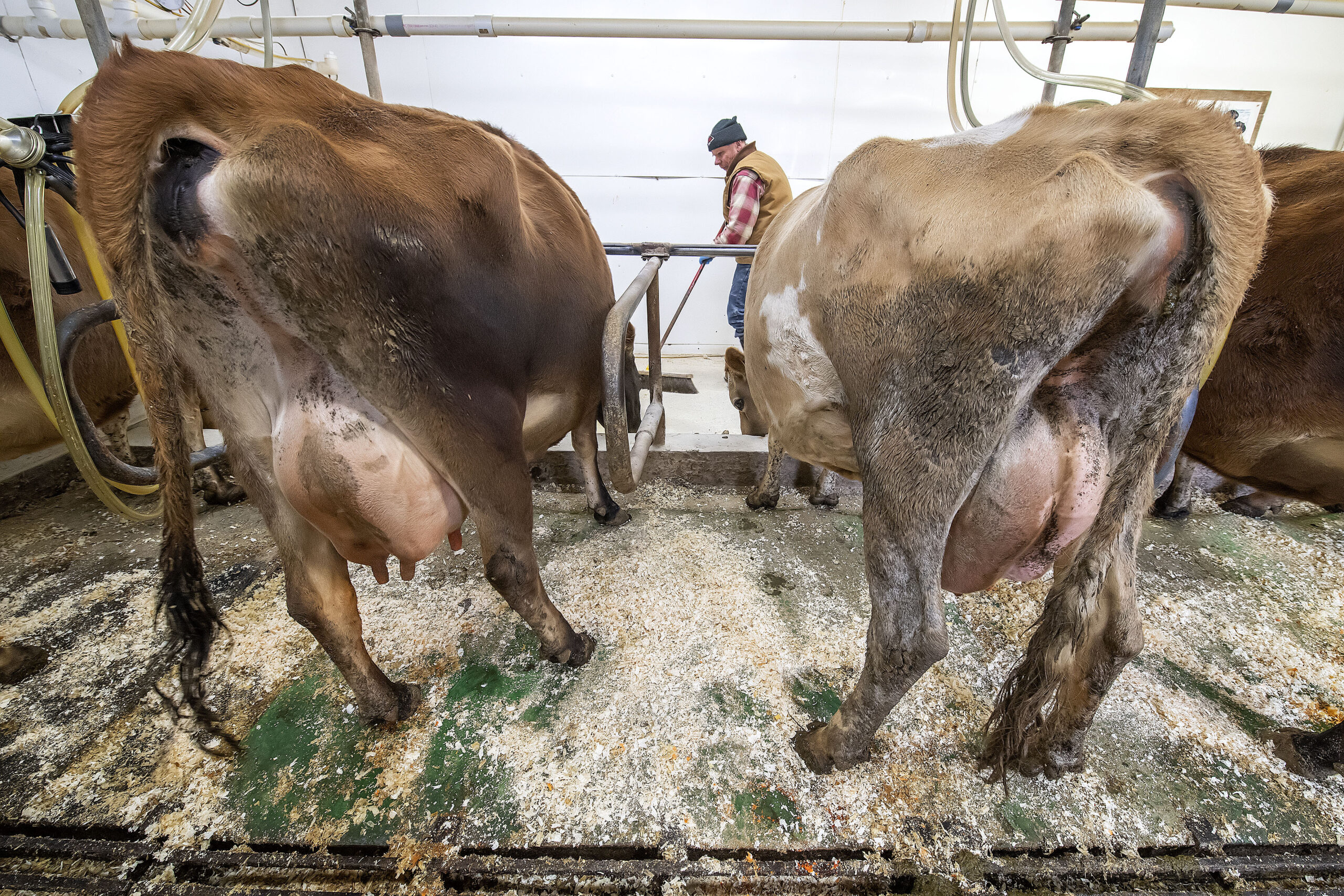 Herdsman Claes Cassel sweeps up as the cows are being milked inside the milking pen during the afternoon milking of the cows at the Mecox Bay Dairy on March 1st, 2022
