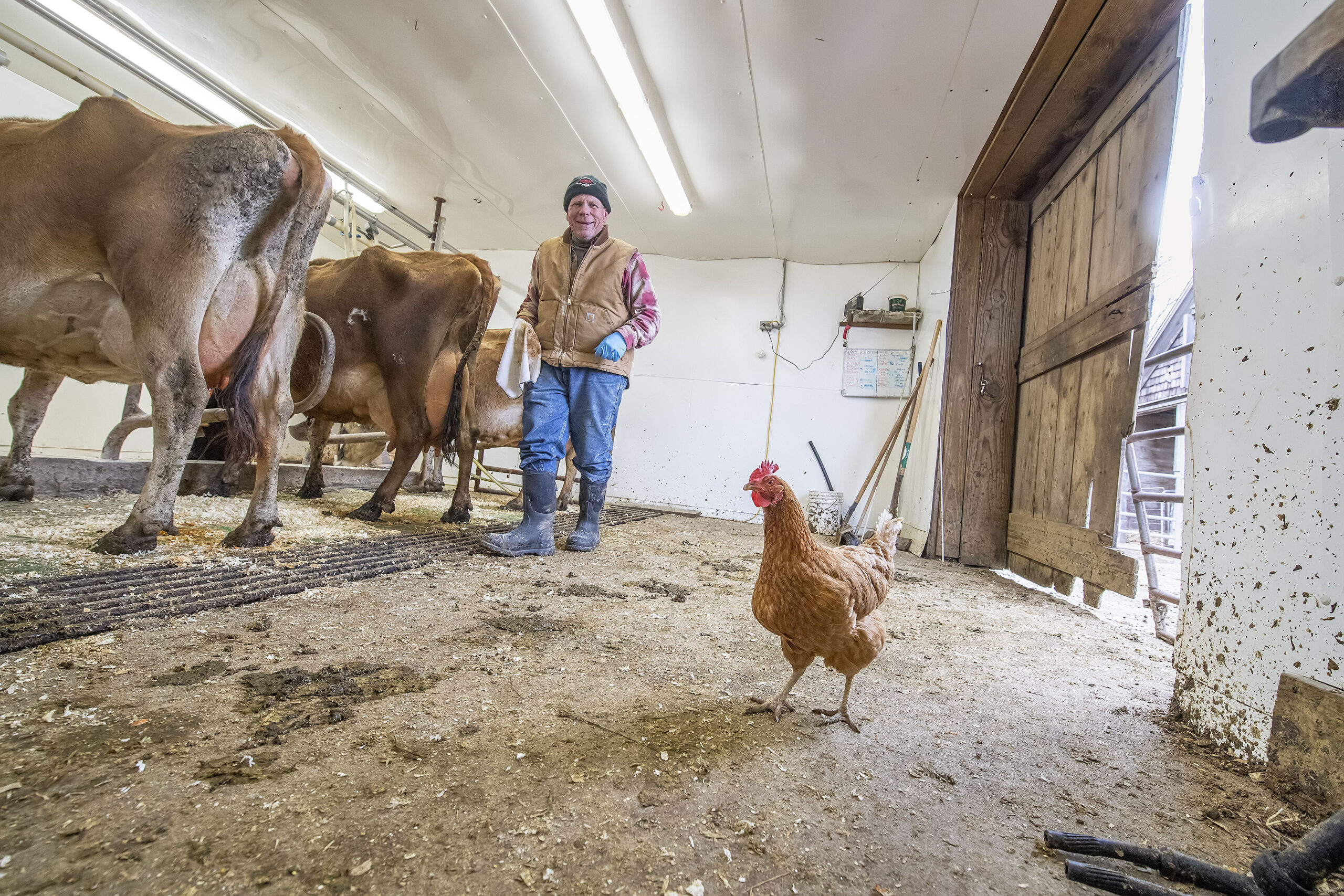 A rooster joins the party inside the milking pen during the afternoon milking of the cows at the Mecox Bay Dairy on March 1st, 2022