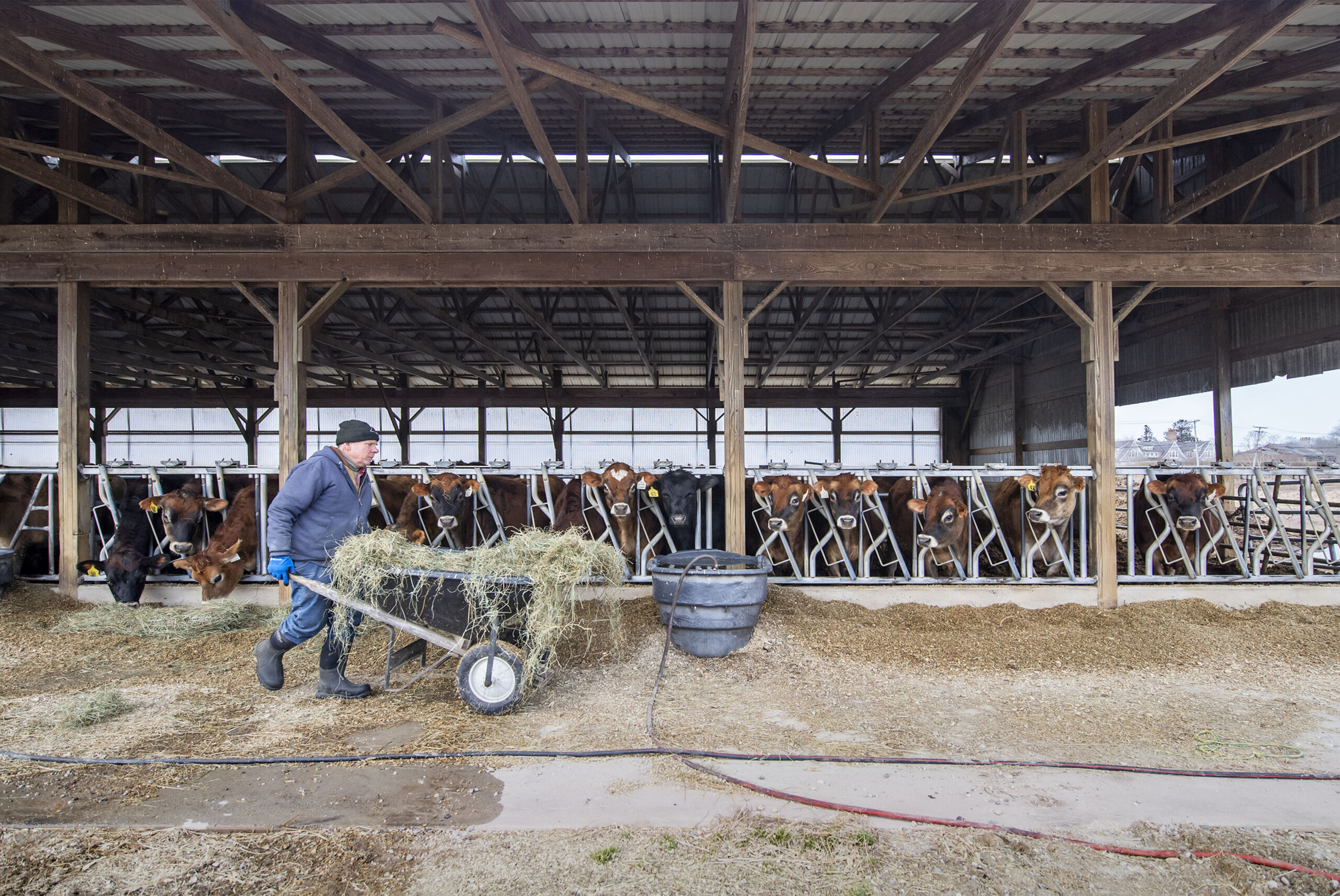 Herdsman Claes Cassel feeds the cows at the Mecox Bay Dairy on March 1st, 2022