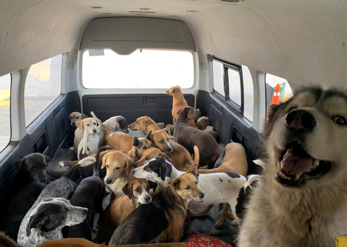 On March 19, 20 dogs departed Mexico and were flown to Animal Rescue Corp.’s facility in Tennessee.  Four of these dogs arrived at Southampton’s shelter on Thursday, April 7, with two going to  Bideawee in Westhampton and two going to Kent Animal Shelter in Calverton.   COURTESY SOUTHAMPTON ANIMAL SHELTER FOUNDATION