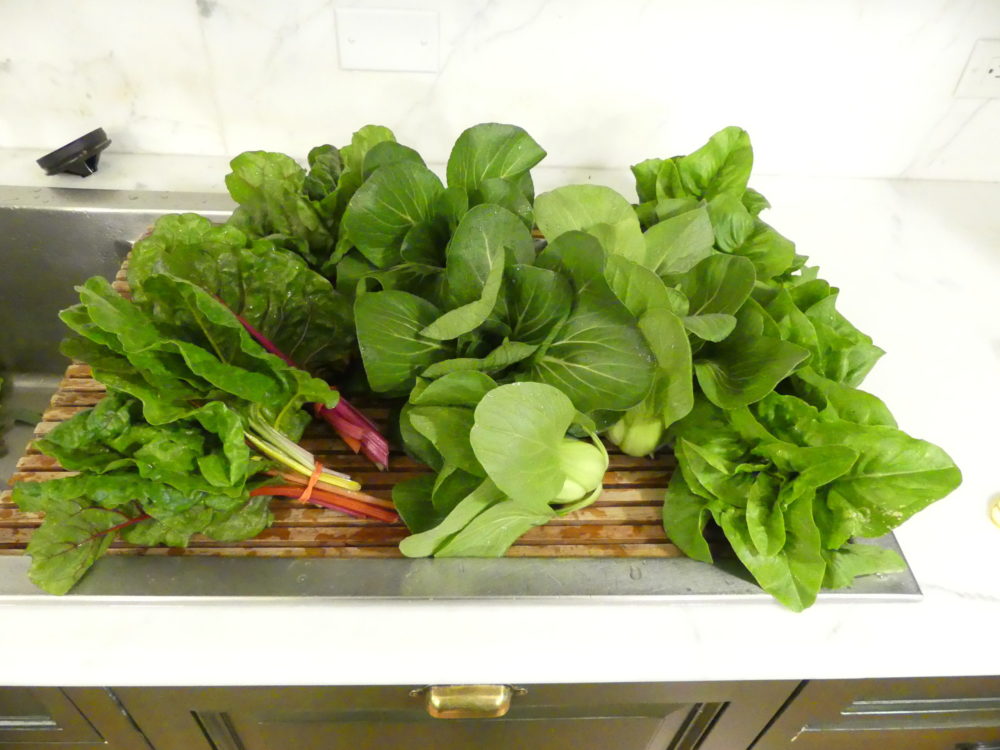 Harvested fresh from the garden early in the morning, these greens have been carefully washed and dried in a spinner. Now they go into the fridge, and later in the afternoon the salad making begins. The stems of the young rainbow Swiss chard add color to the mix.
ANDREW MESSINGER