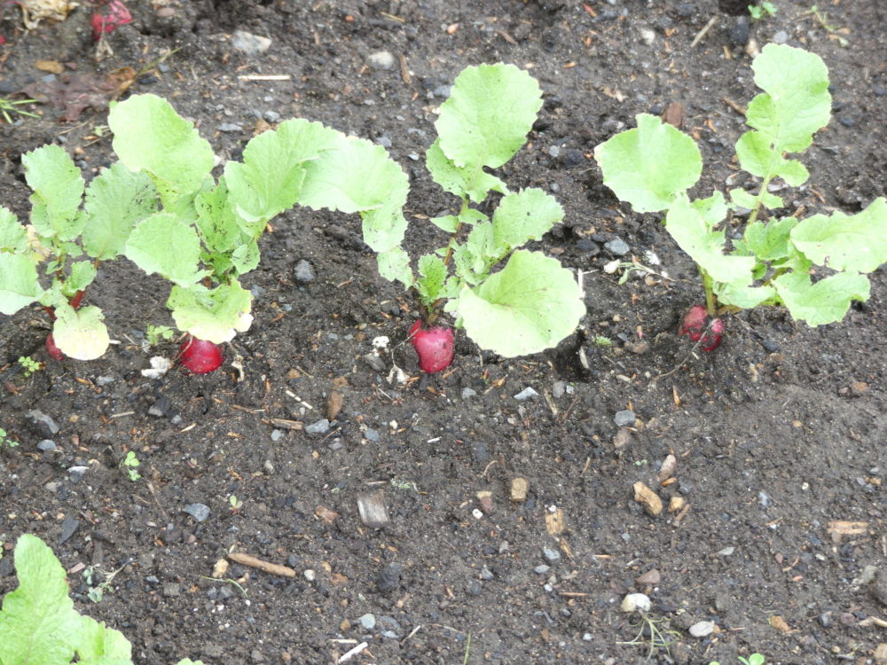 The foliage of these ripe radishes will be tough and not great tasting. Radish leaves, a few at a time, need to be harvested before the root swells and matures. That’s when the leaves are spicy but also tasty. ANDREW MESSINGER