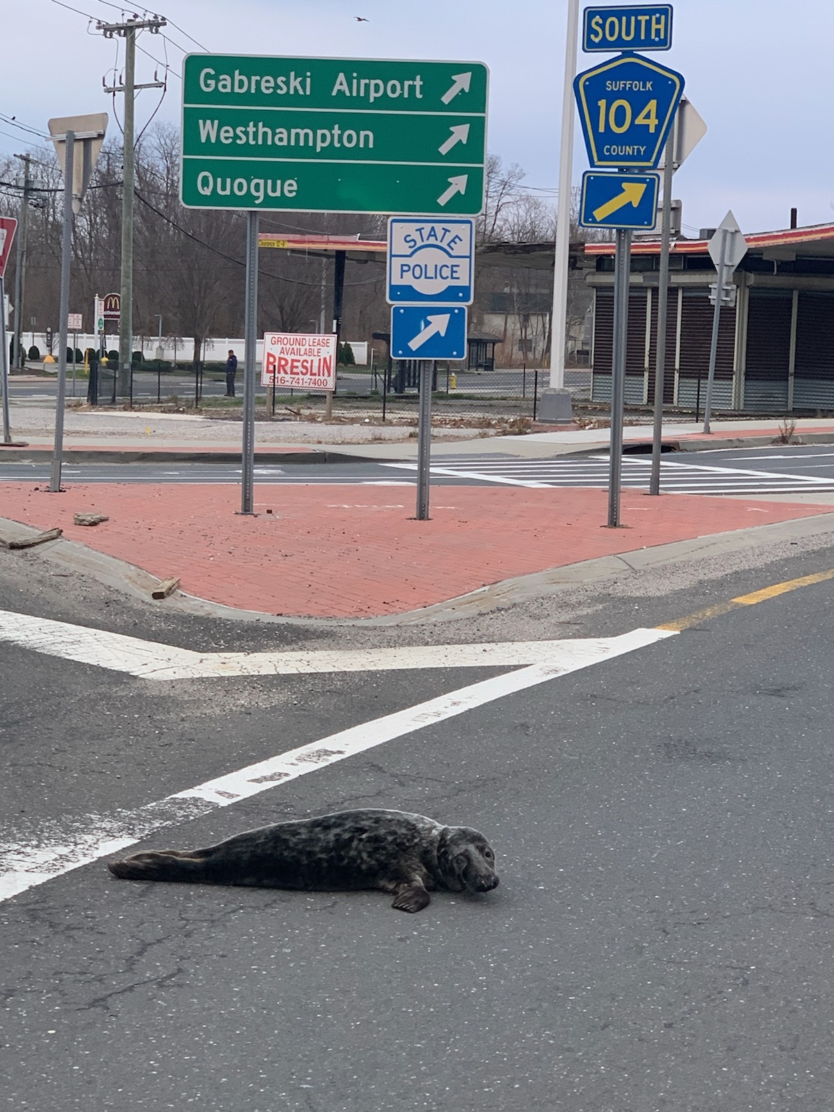 A young seal made its way into a roadway in Riverside on Sunday morning. It was captured uninjured.