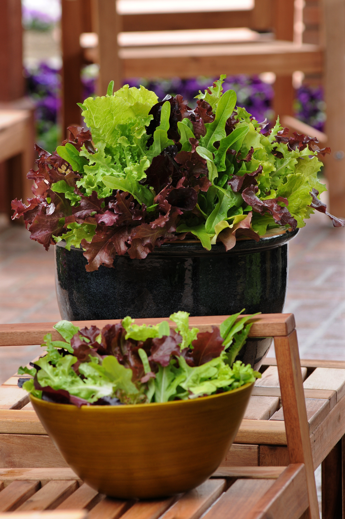 Simply salad is a variety name of greens from PanAmerican Seed.  It can be grown in small to large containers or in the garden.  COURTESY PANAMERICAN SEED