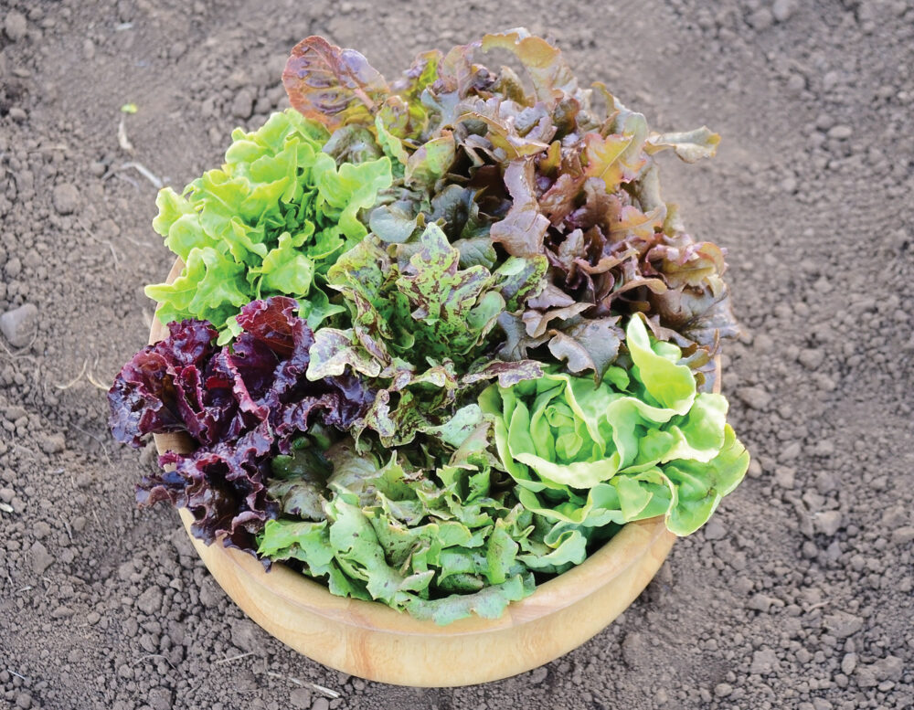 Territorial Seed Company is offering this Wildest Garden Lettuce Mix and claims that this is a 