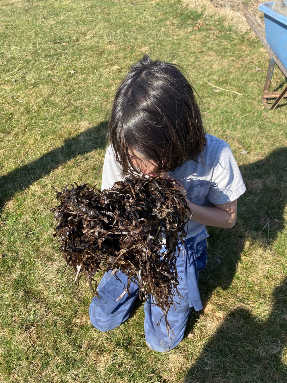 A Hayground School student sniffs eelgrass, long used as a mulch and soil amendment on the South Fork.  ANNA ROMER