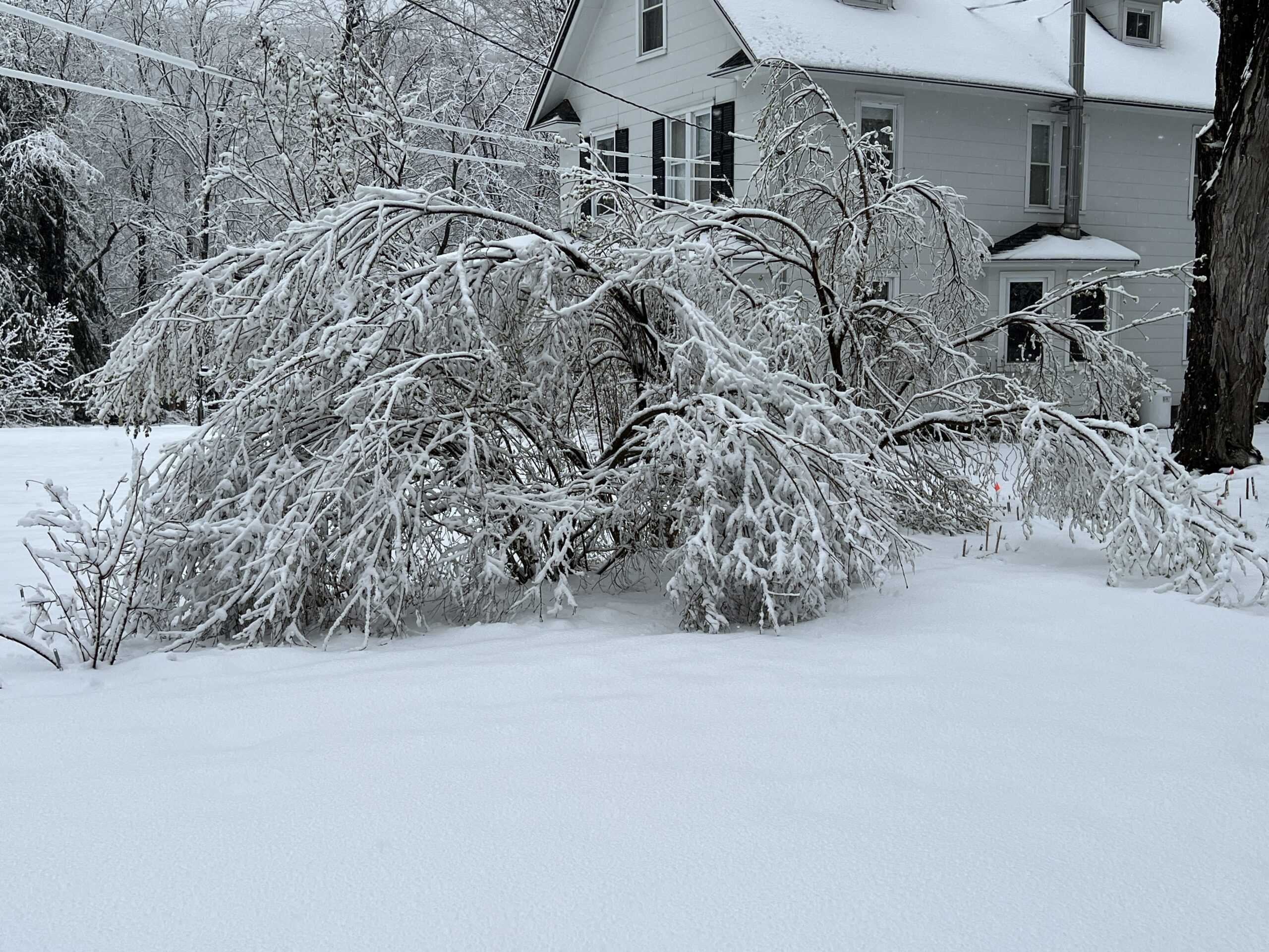 Lilacs suffering from a spring heavy, wet snowfall. Just a few damaged pieces, though, and the next day the shrub was back to its upright habit.