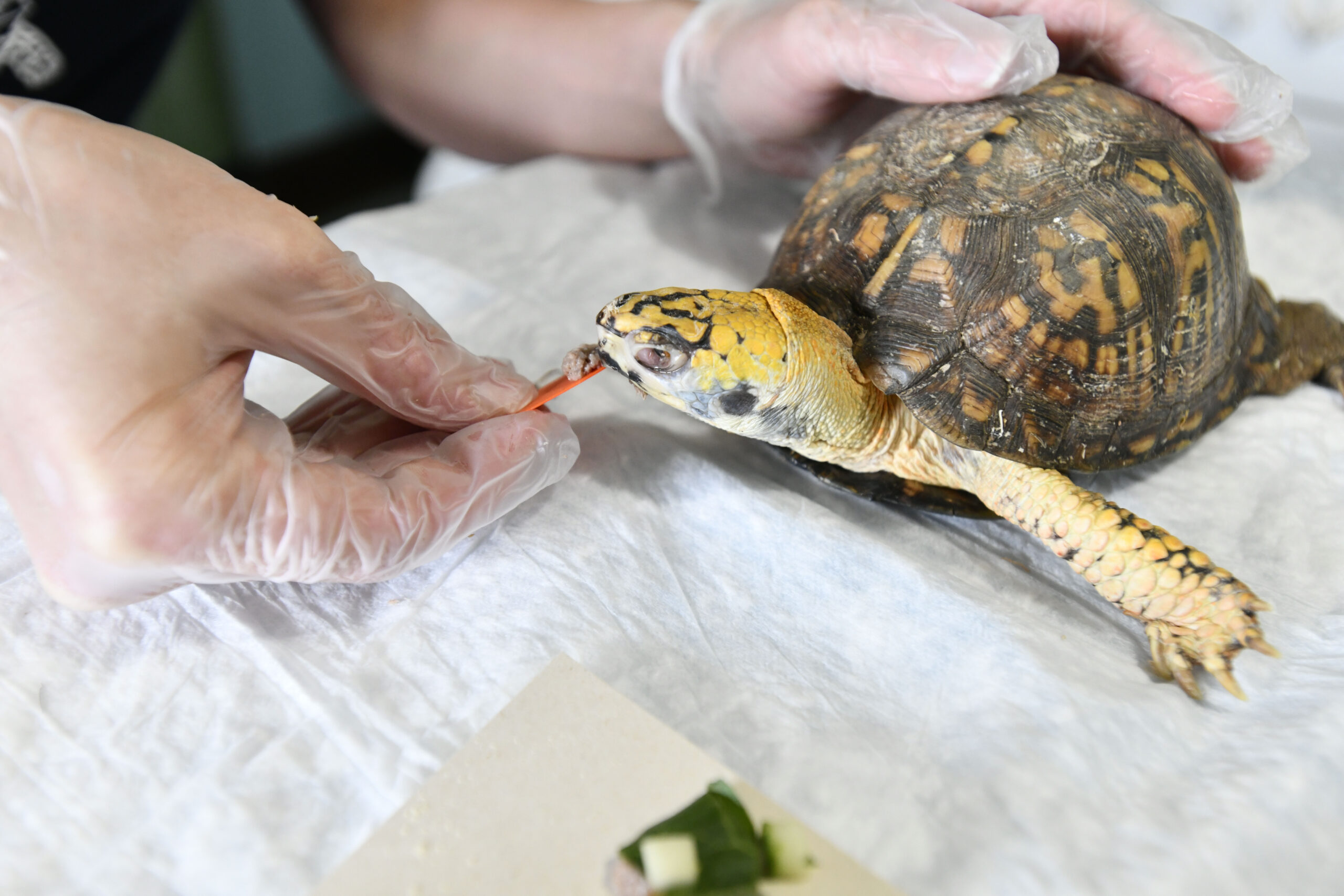 Rory, a blind turtle, is fed with a guitar pick at Turtle Rescue of the Hamptons.     DANA SHAW