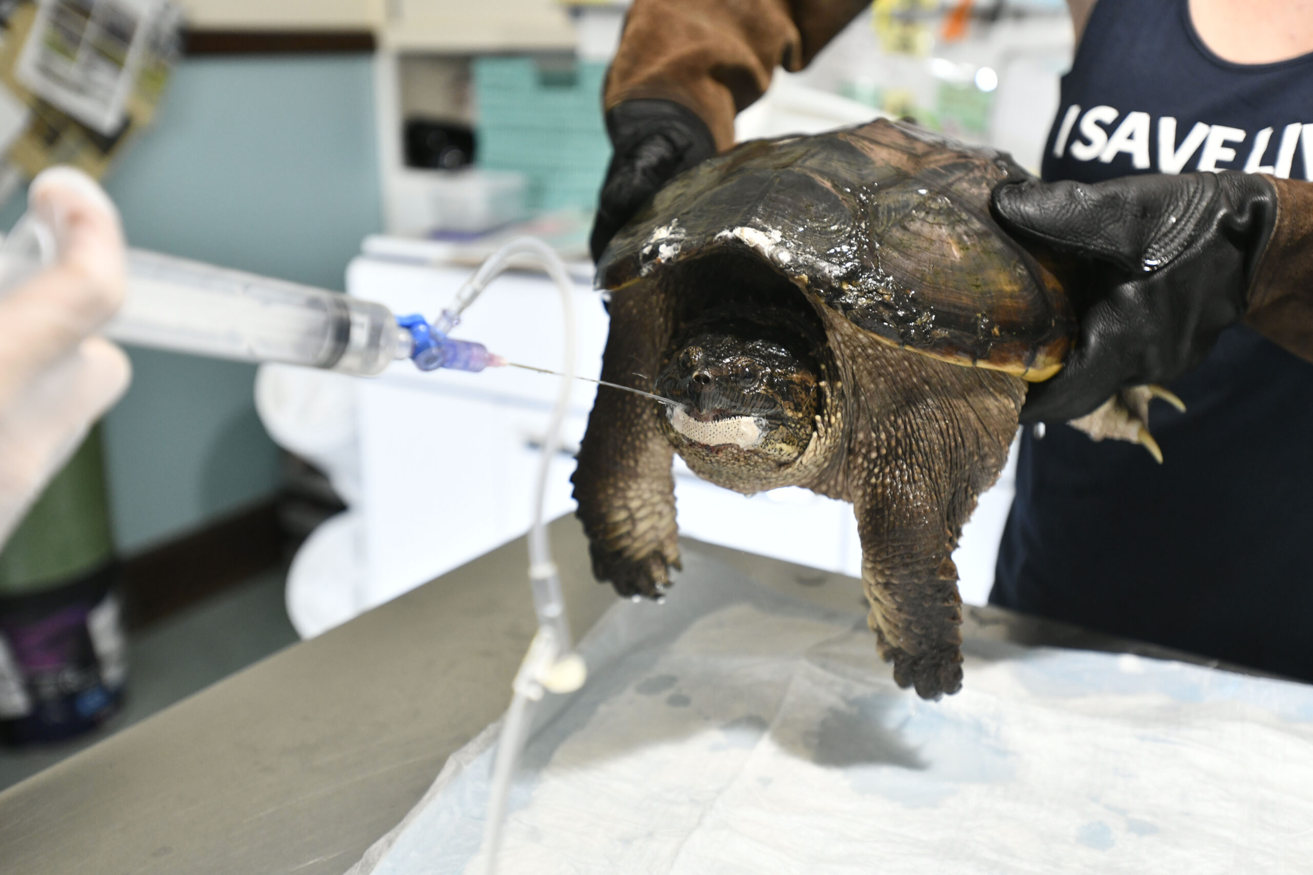 A snapping turtle with a jaw injury get treatment at Turtle Rescue of the Hamptons.  DANA SHAW