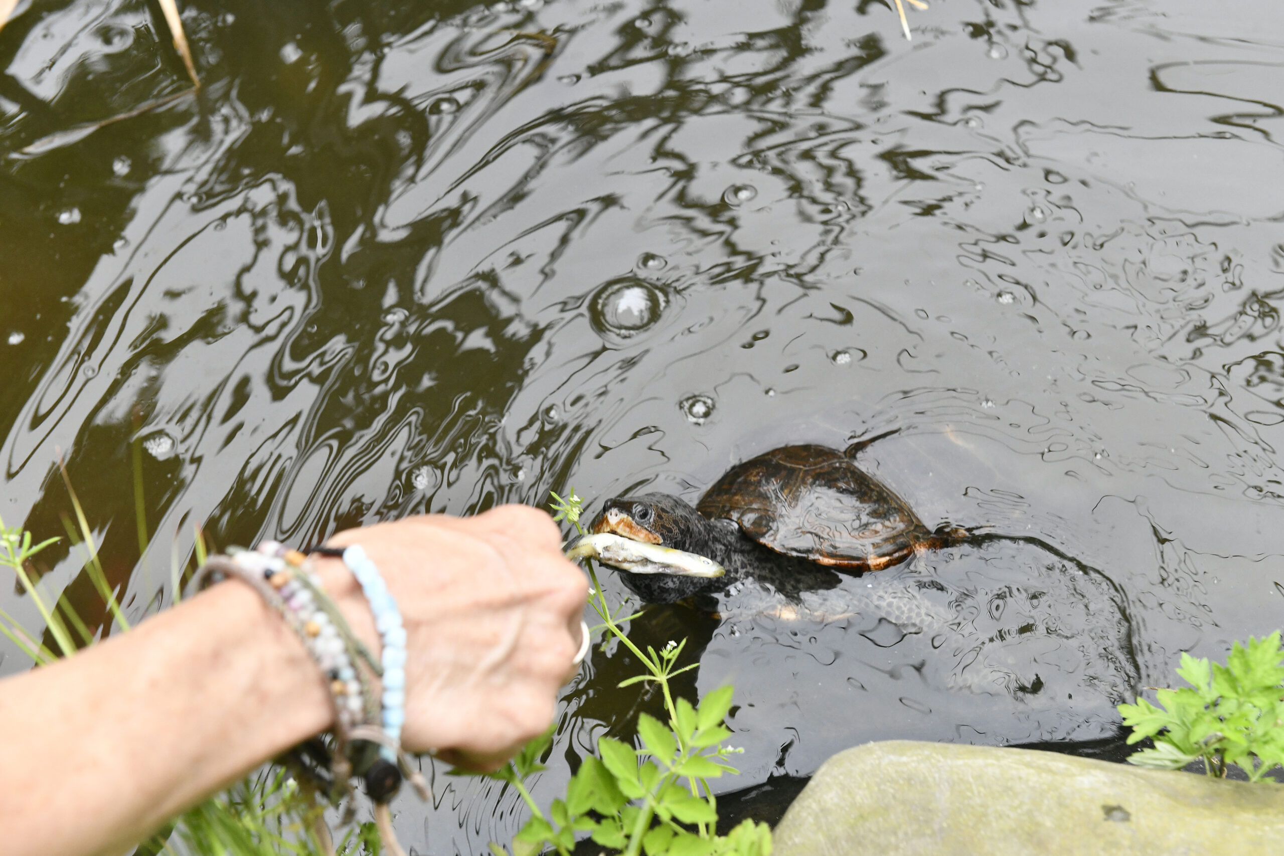 Karen Testa feeds some of the residents at Turtle Rescue of the Hamptons.  DANA SHAW
